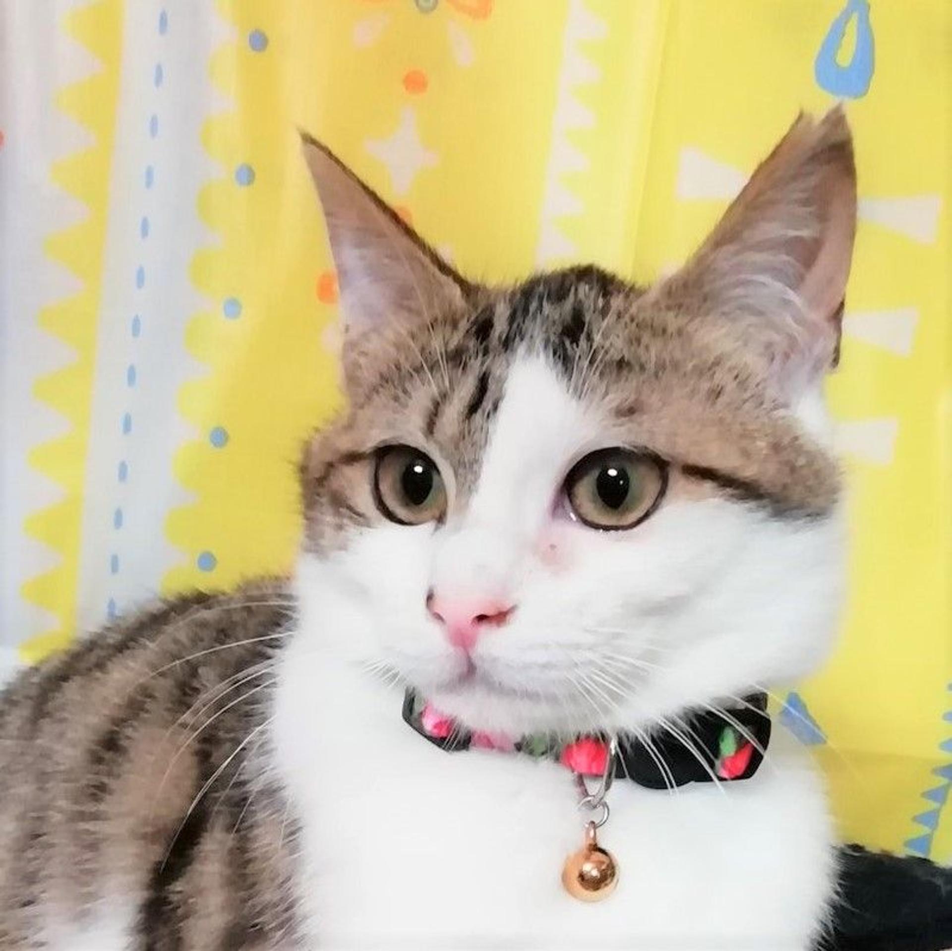 pet-image-3