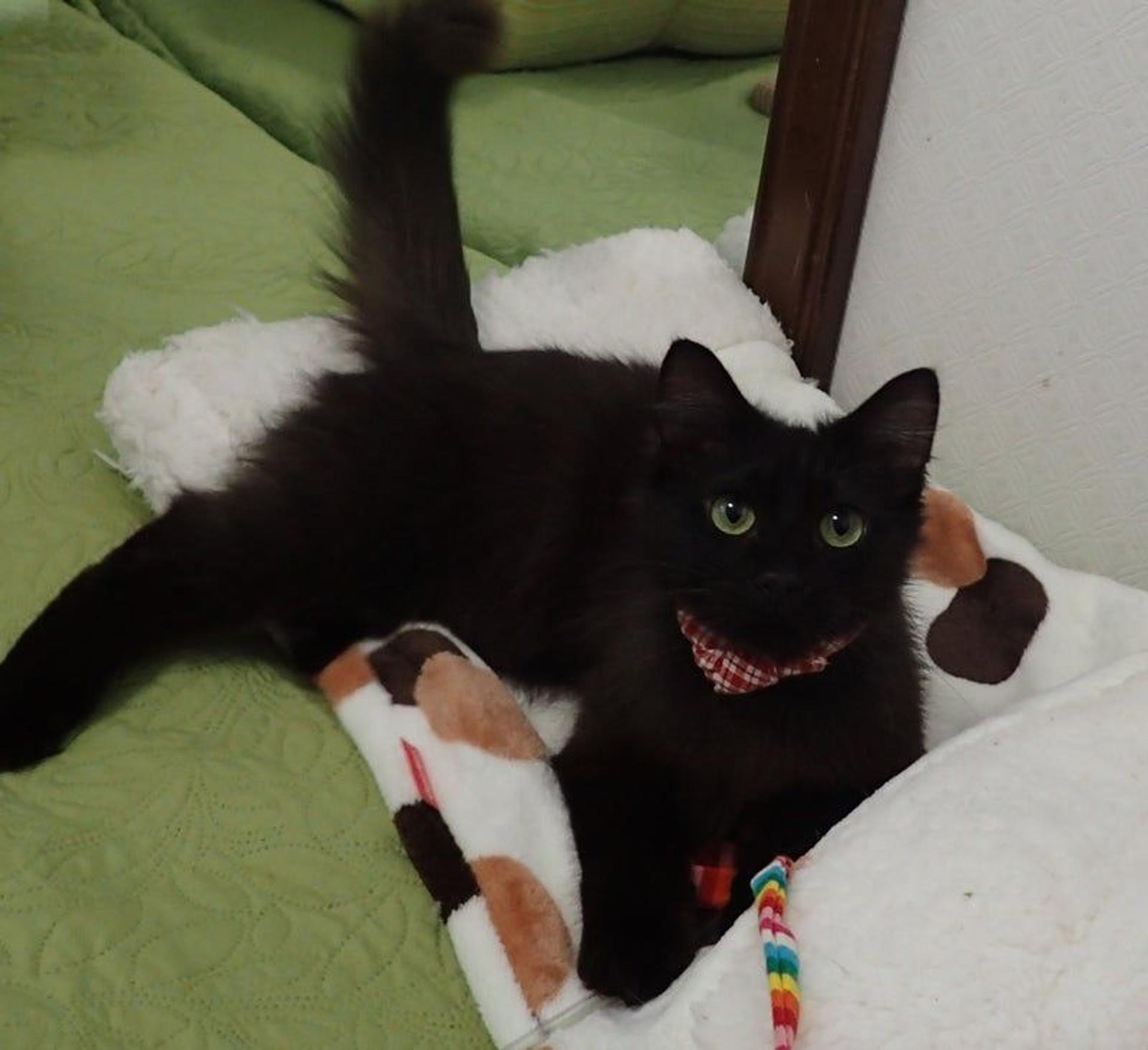 pet-image-2