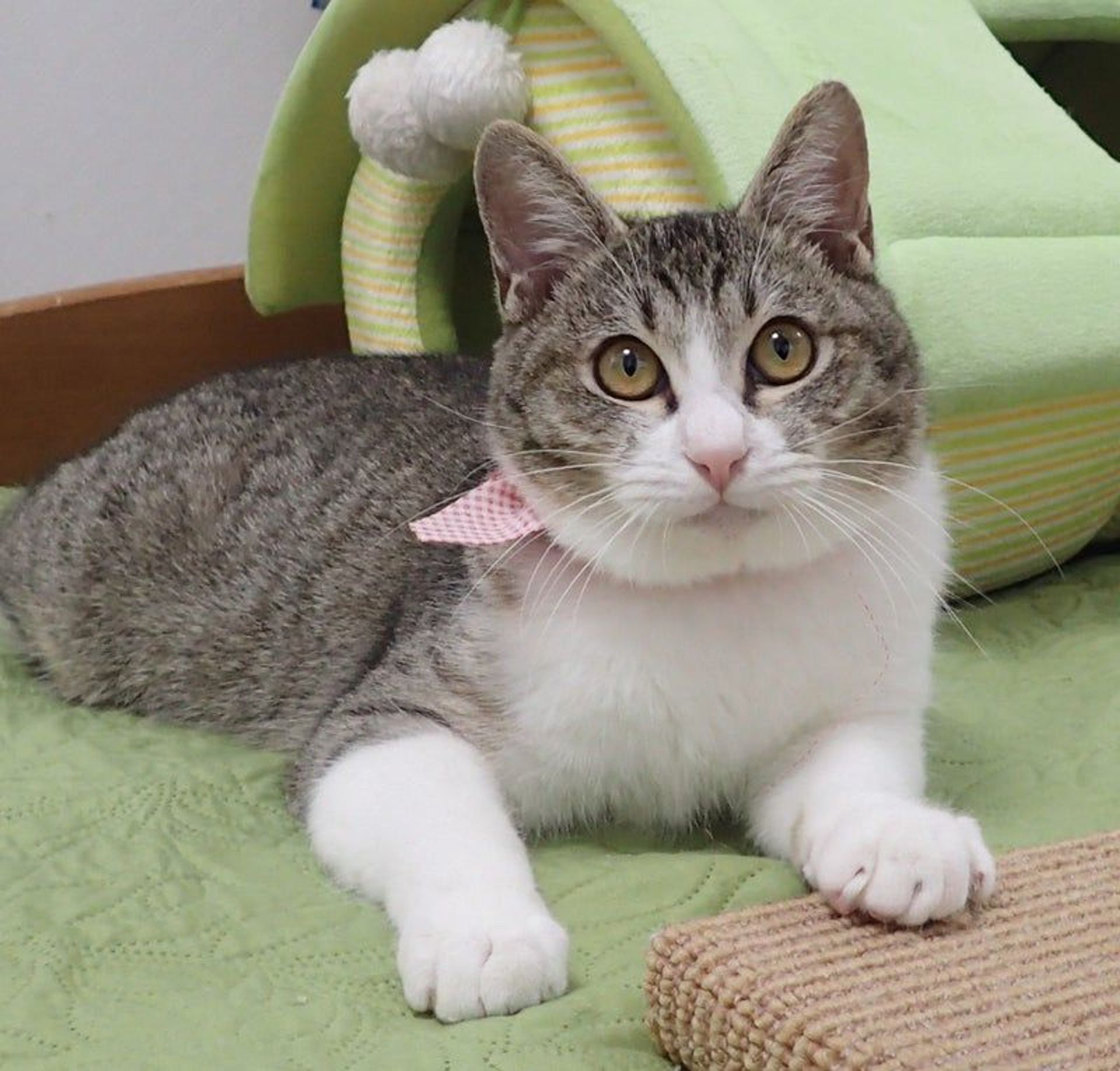 雑種（ミックス猫）・オスの里親募集の写真