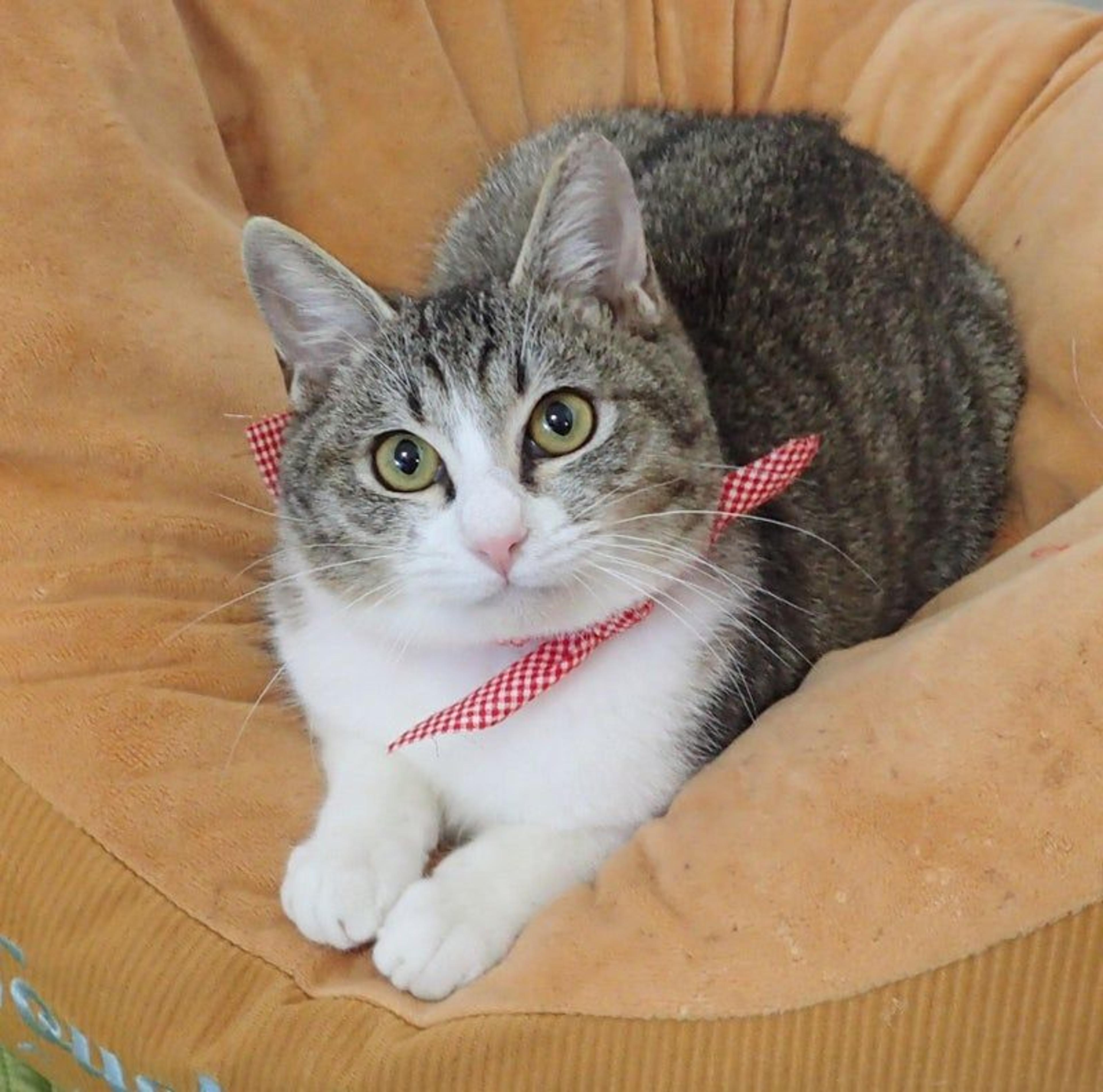 pet-image-2