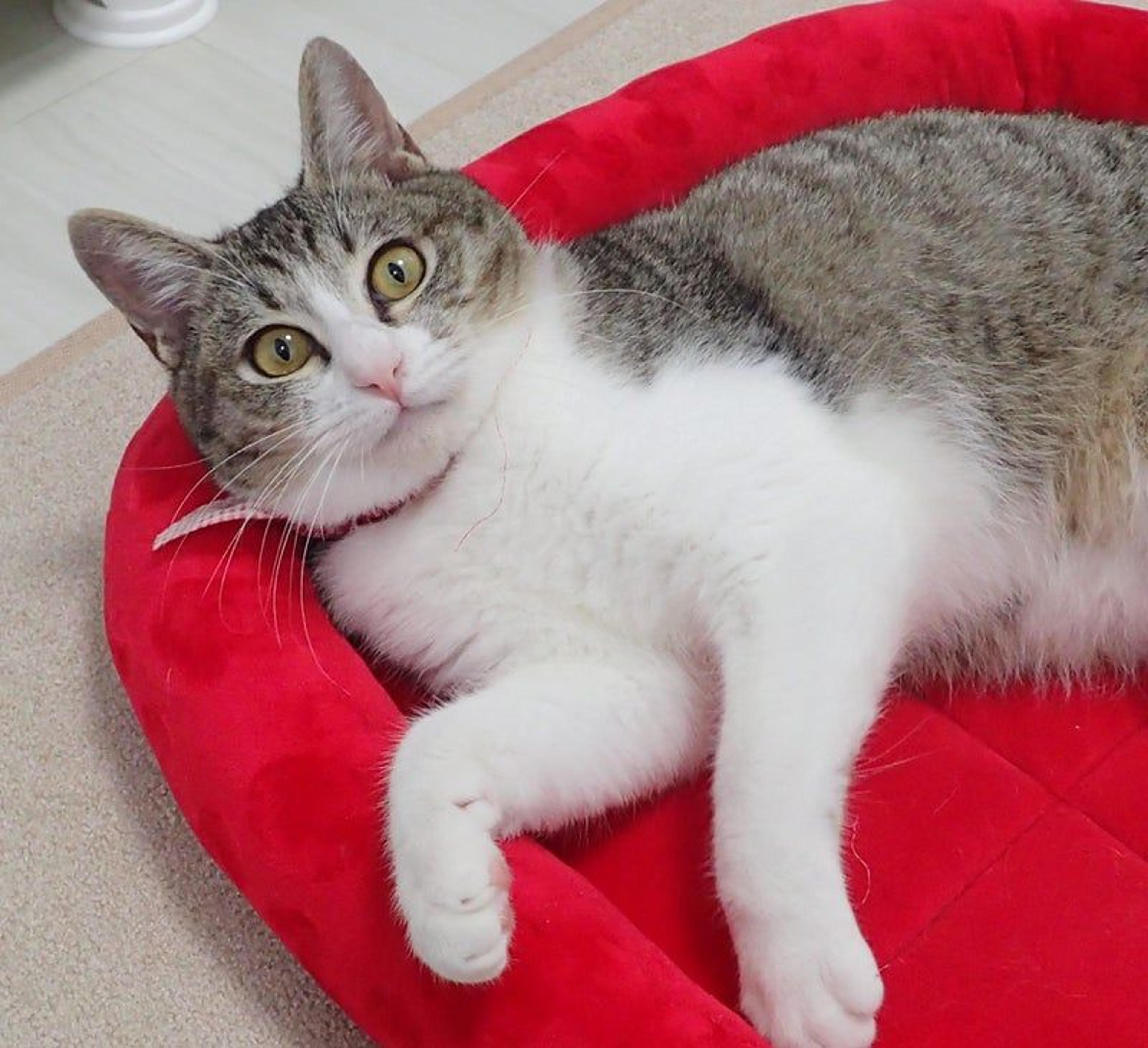 pet-image-3
