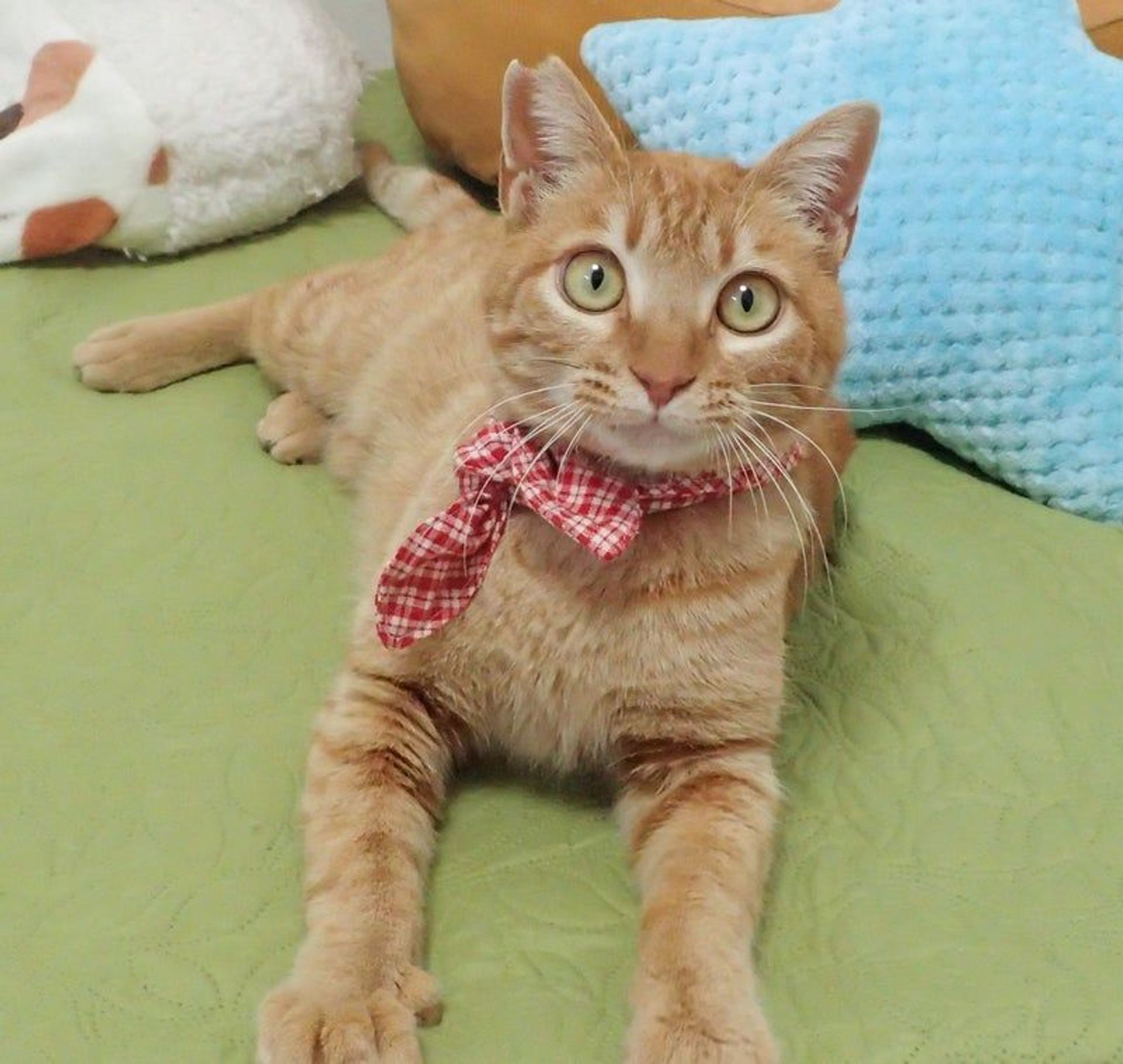雑種（ミックス猫）・オスの里親募集の写真