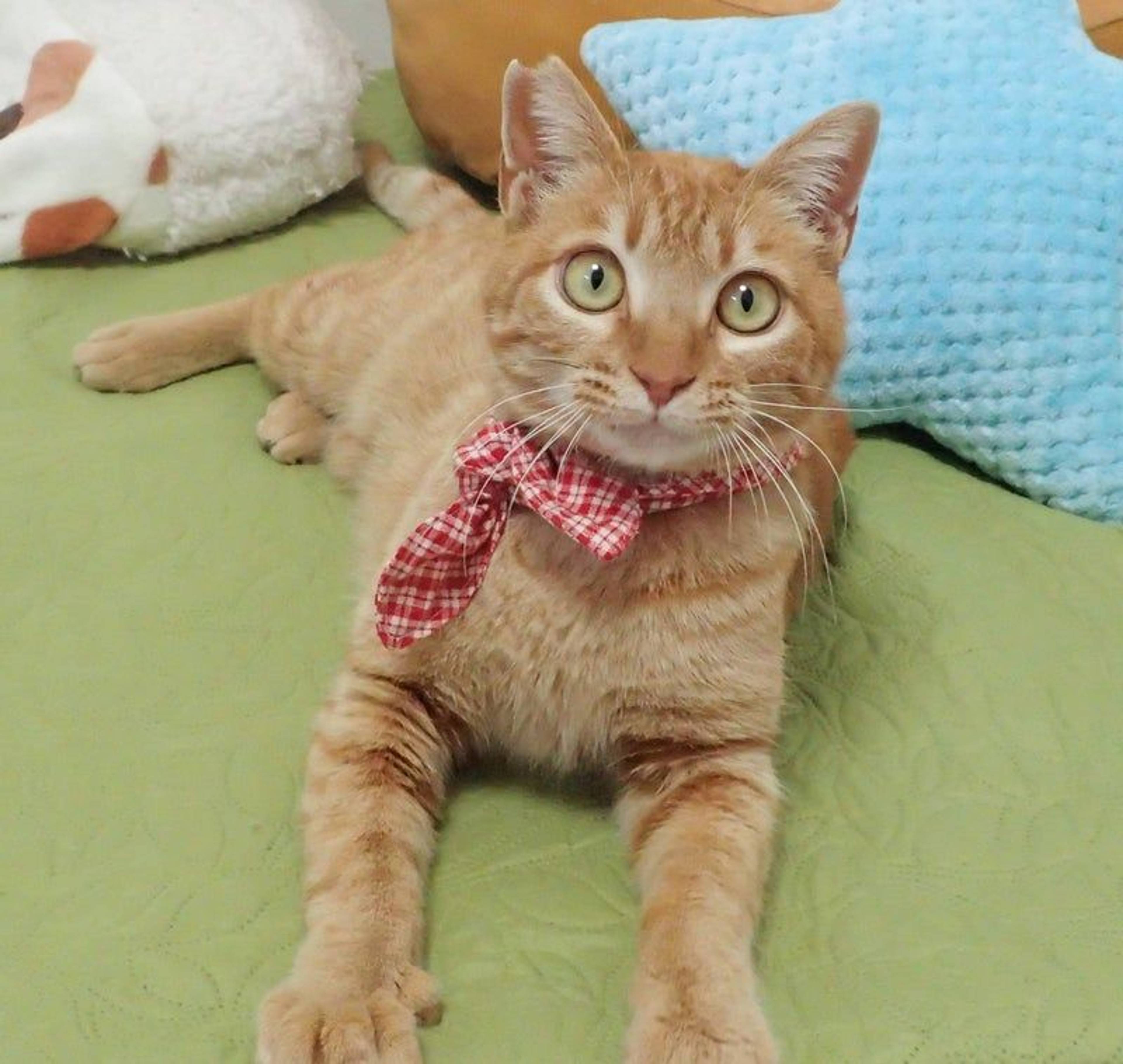 雑種（ミックス猫）・オスの里親募集の写真