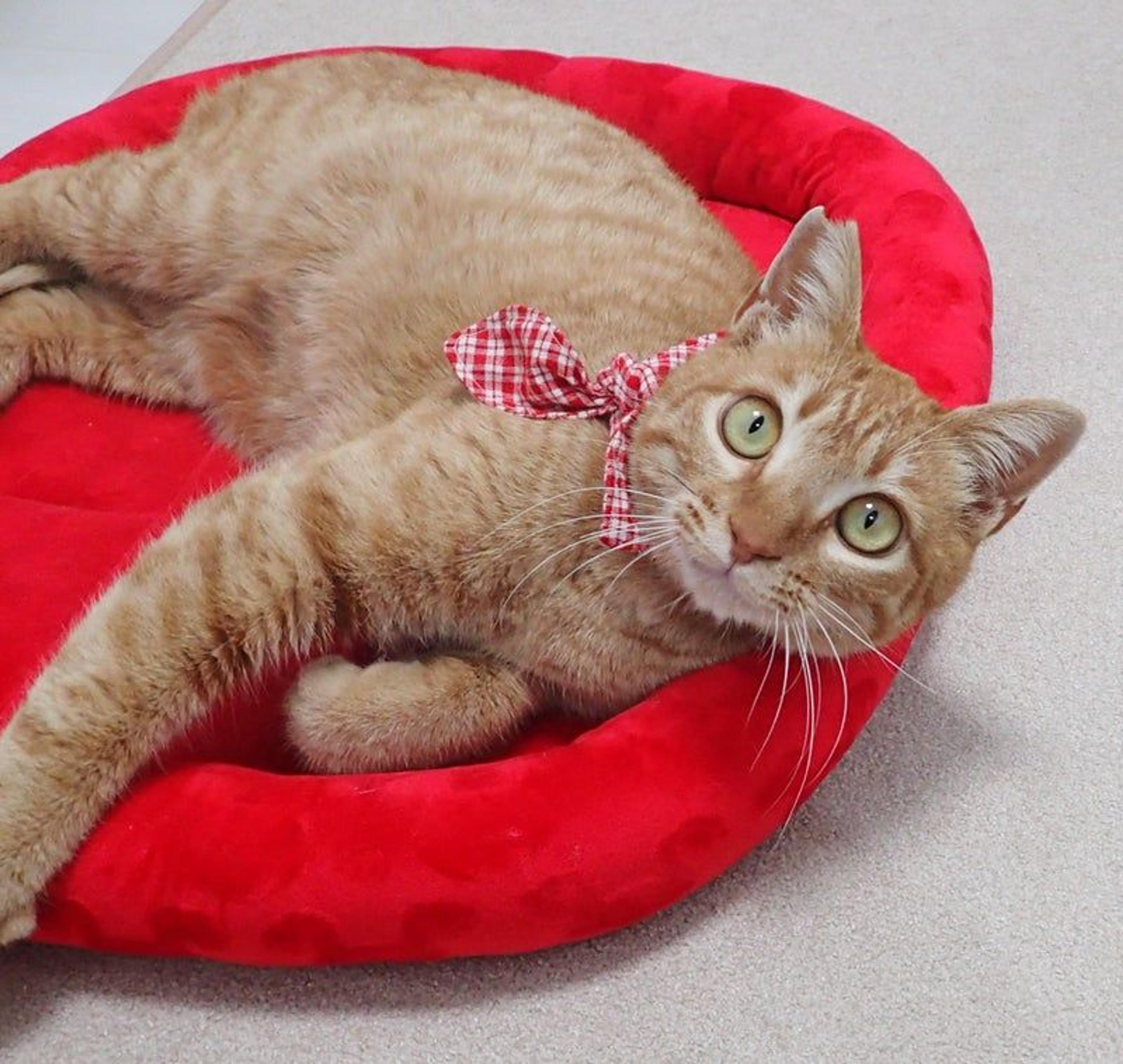 pet-image-2