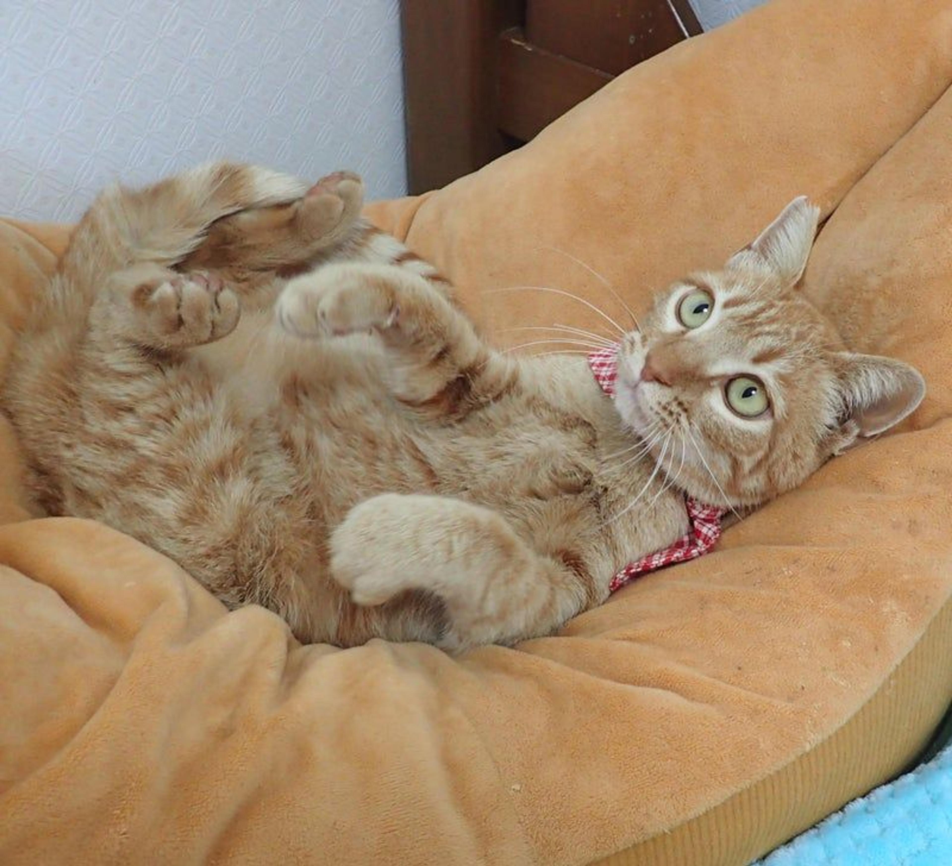 pet-image-3