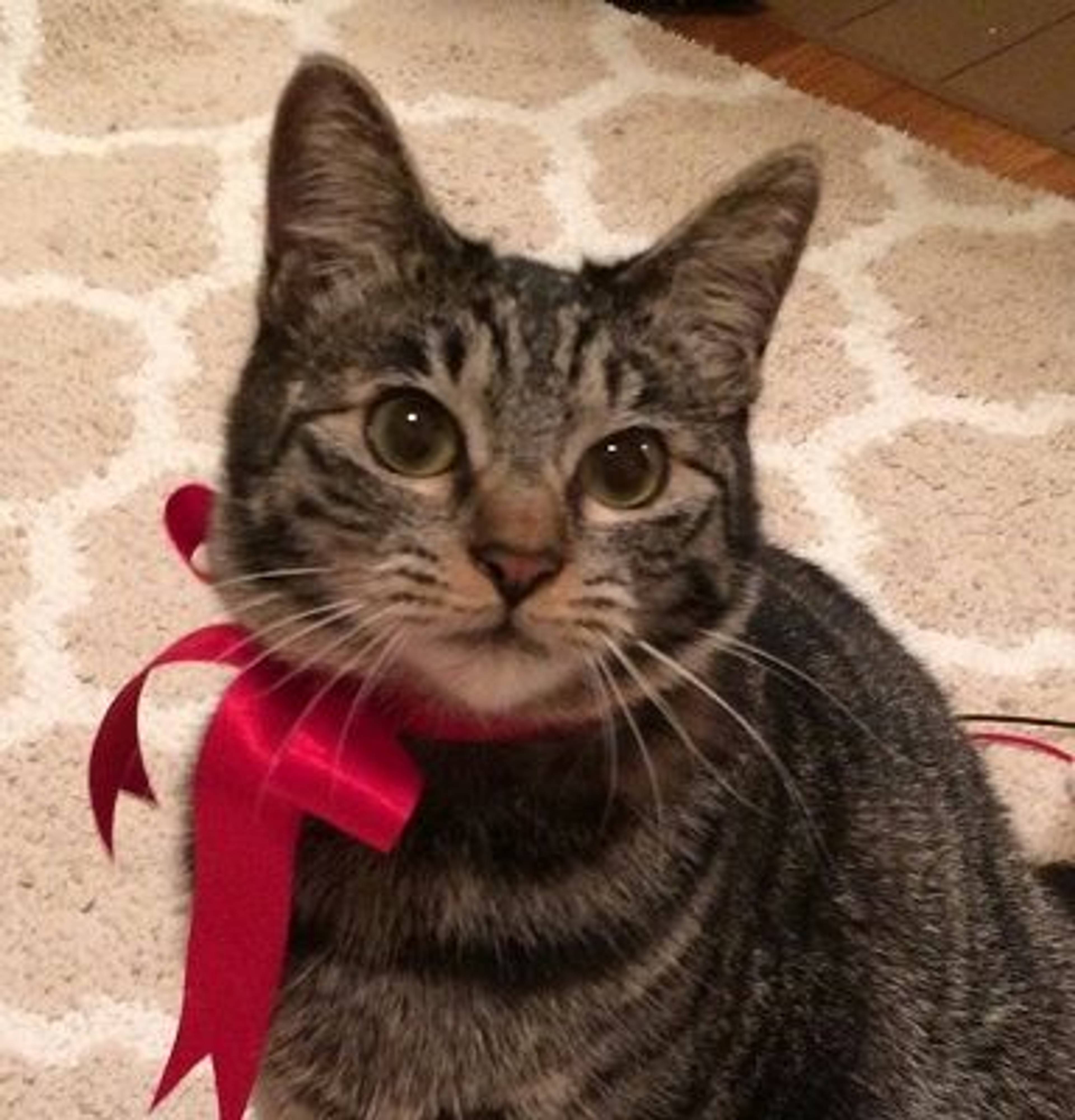 雑種（ミックス猫）・メスの里親募集の写真