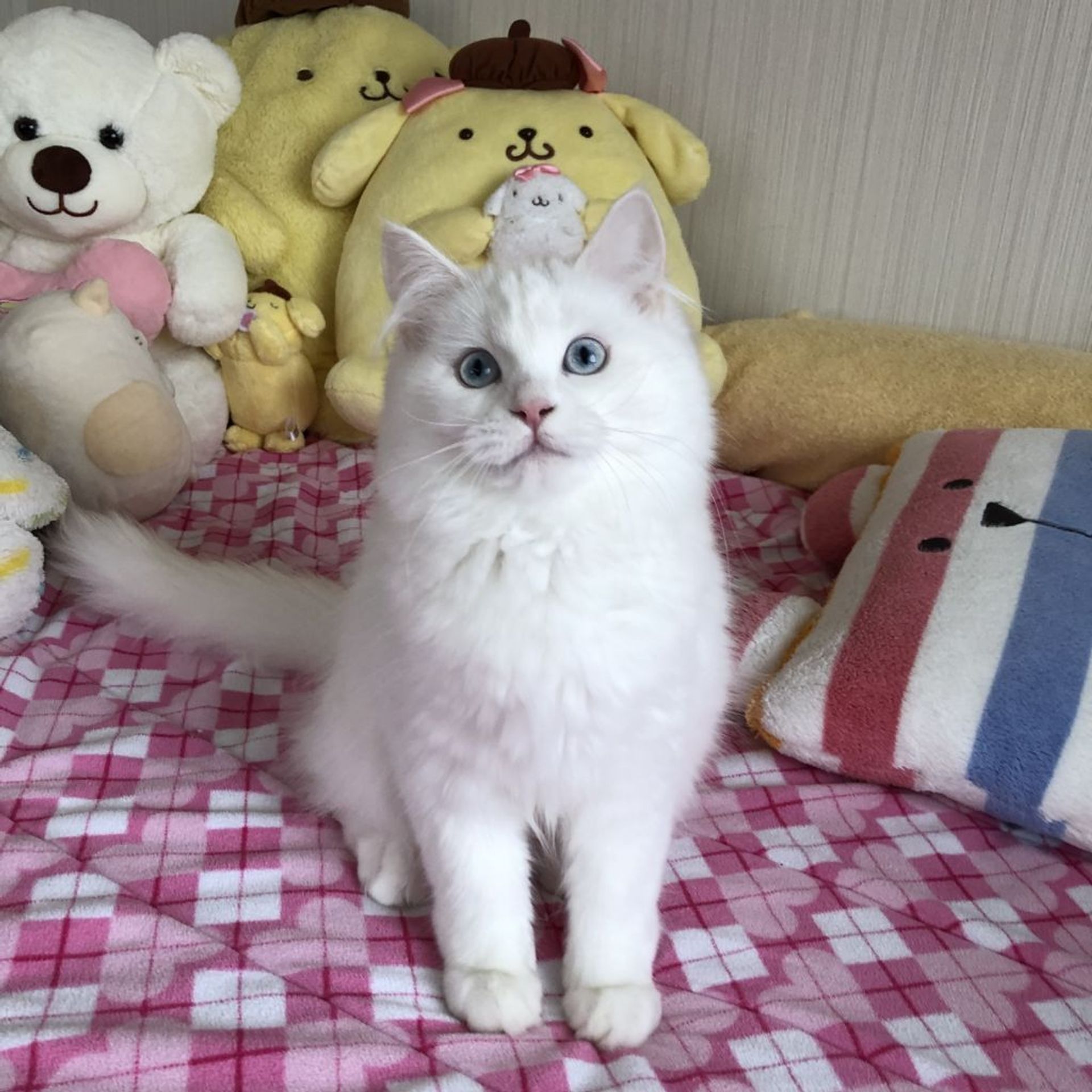 サイベリアン・メスの里親募集の写真