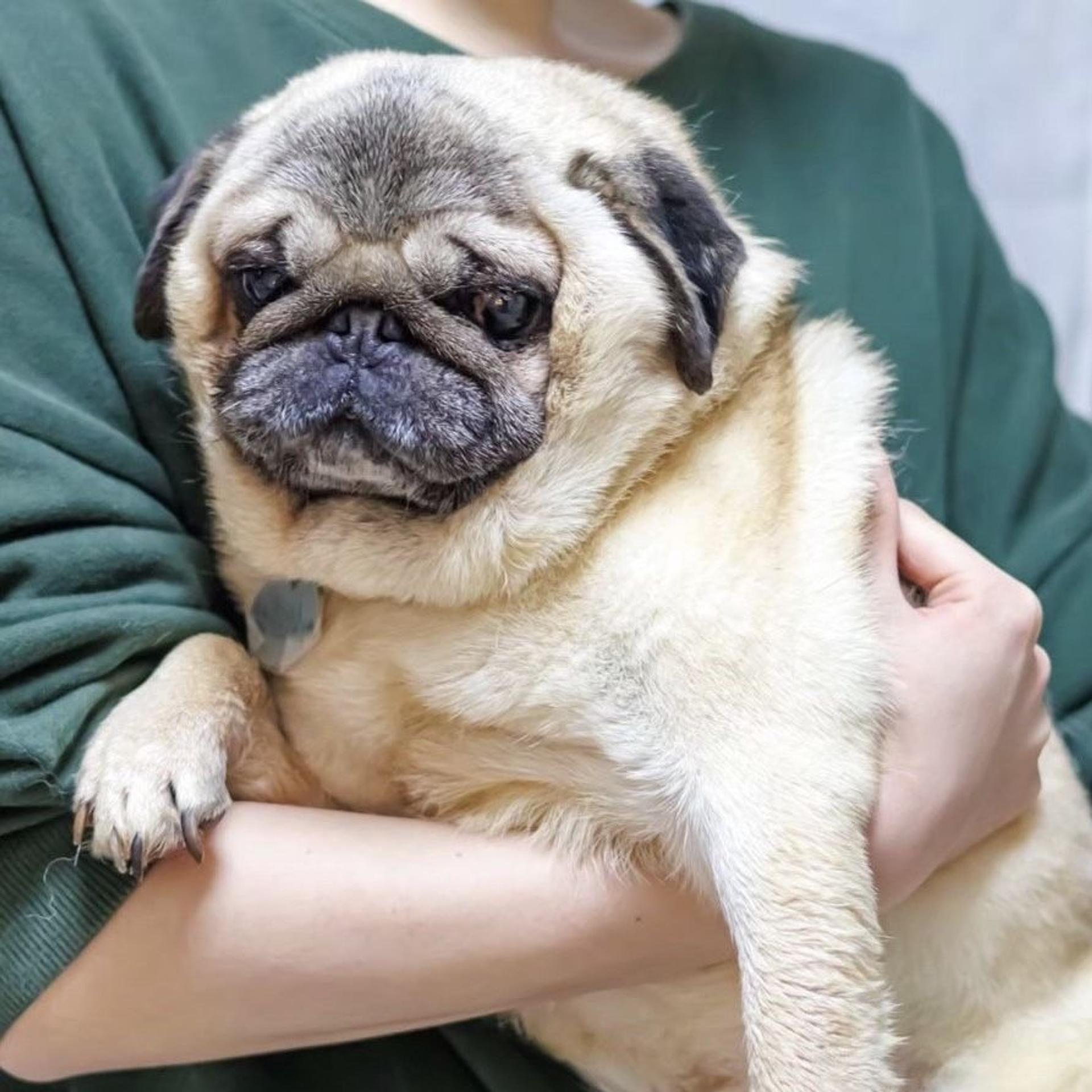 pet-image-4