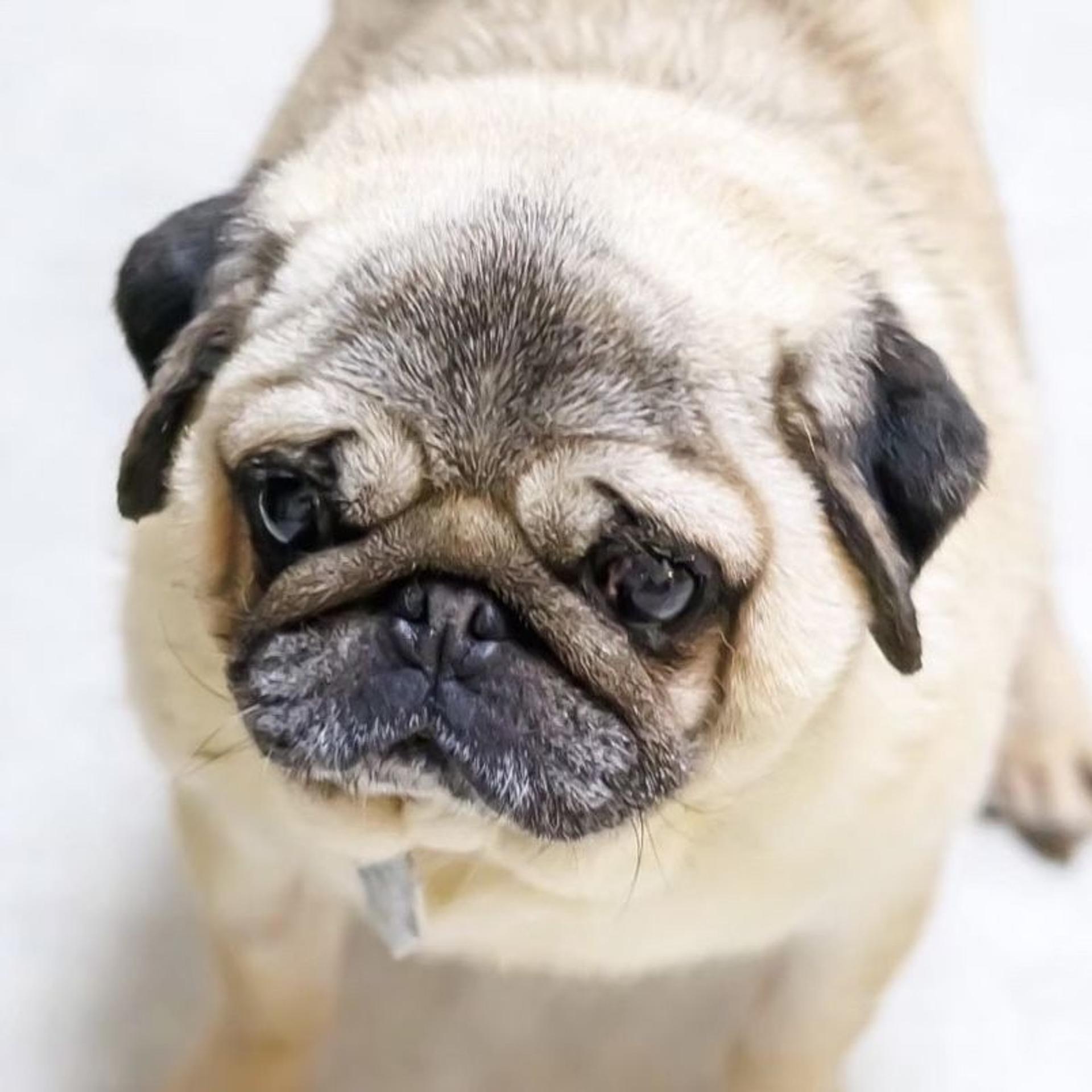 pet-image-5