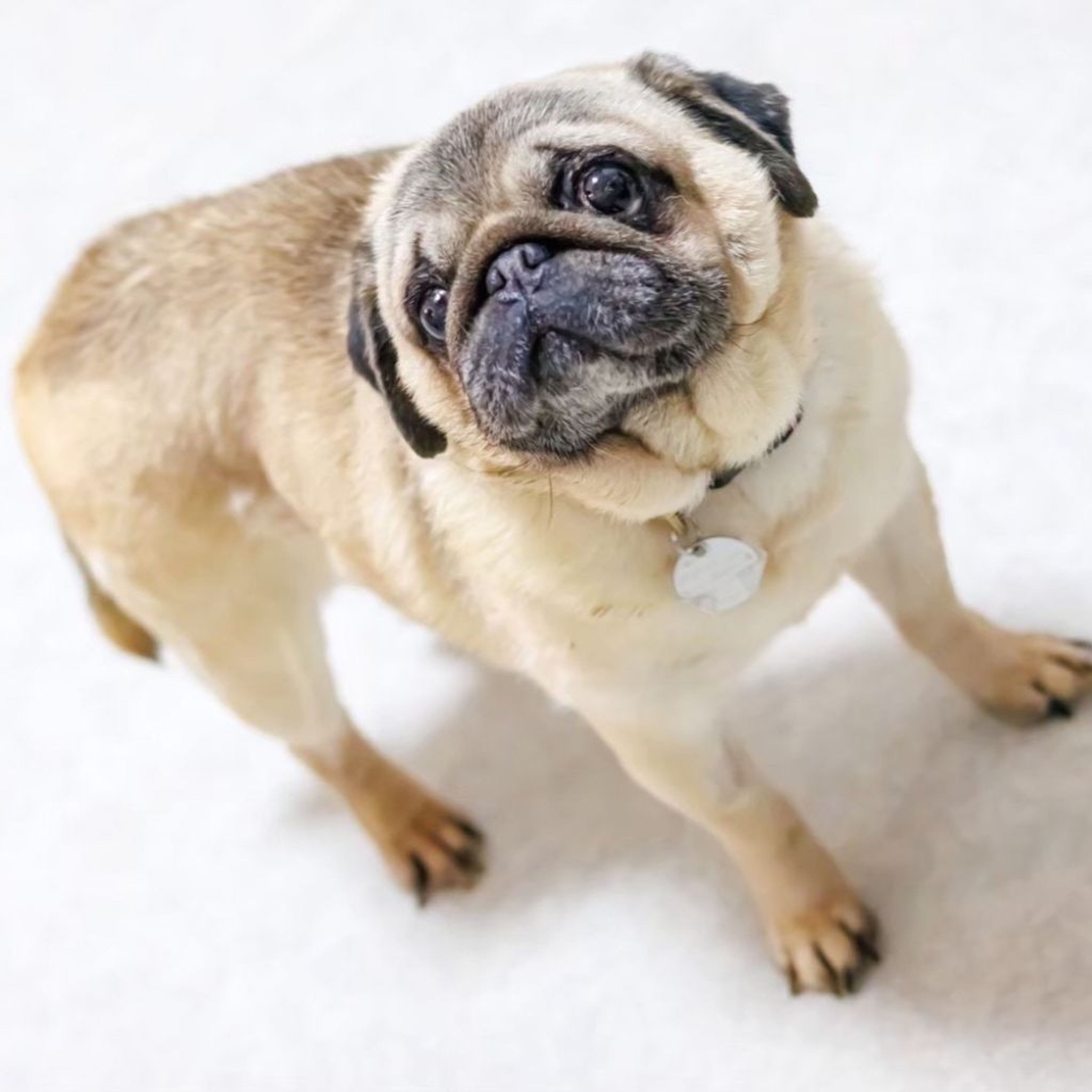 pet-image-6