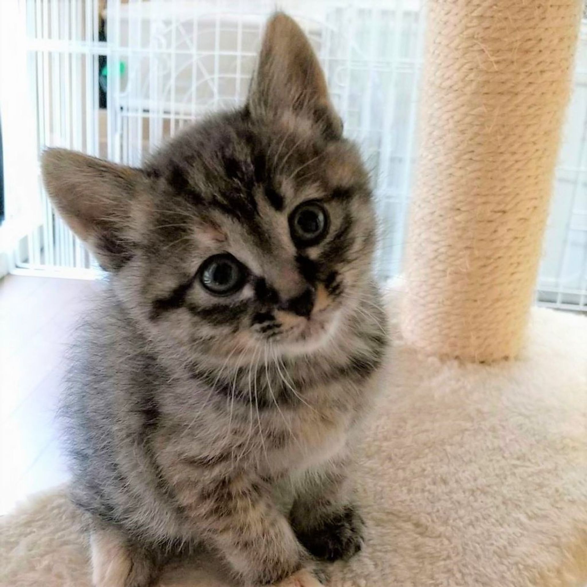 雑種（ミックス猫）・メスの里親募集の写真