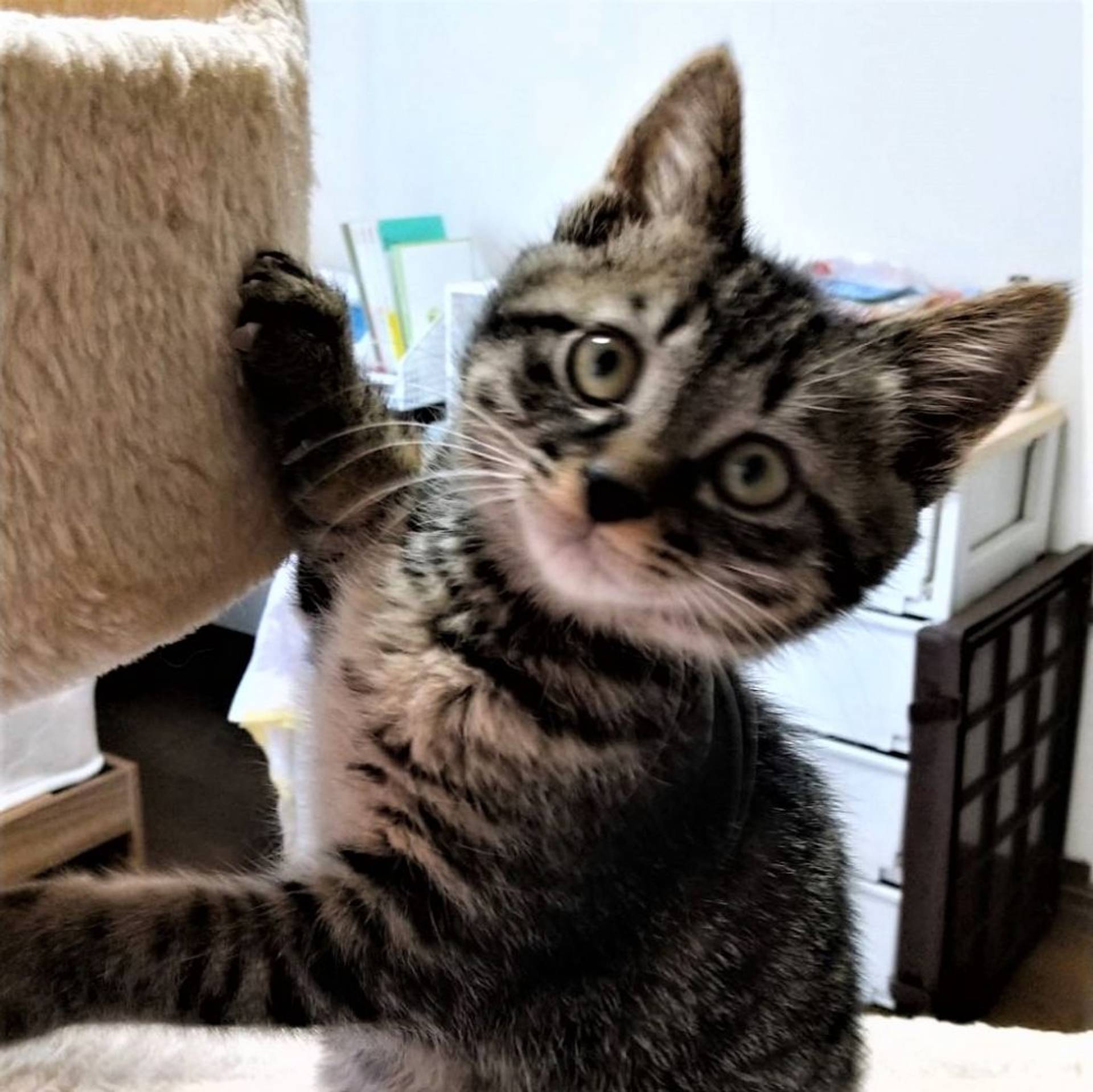 雑種（ミックス猫）・メスの里親募集の写真