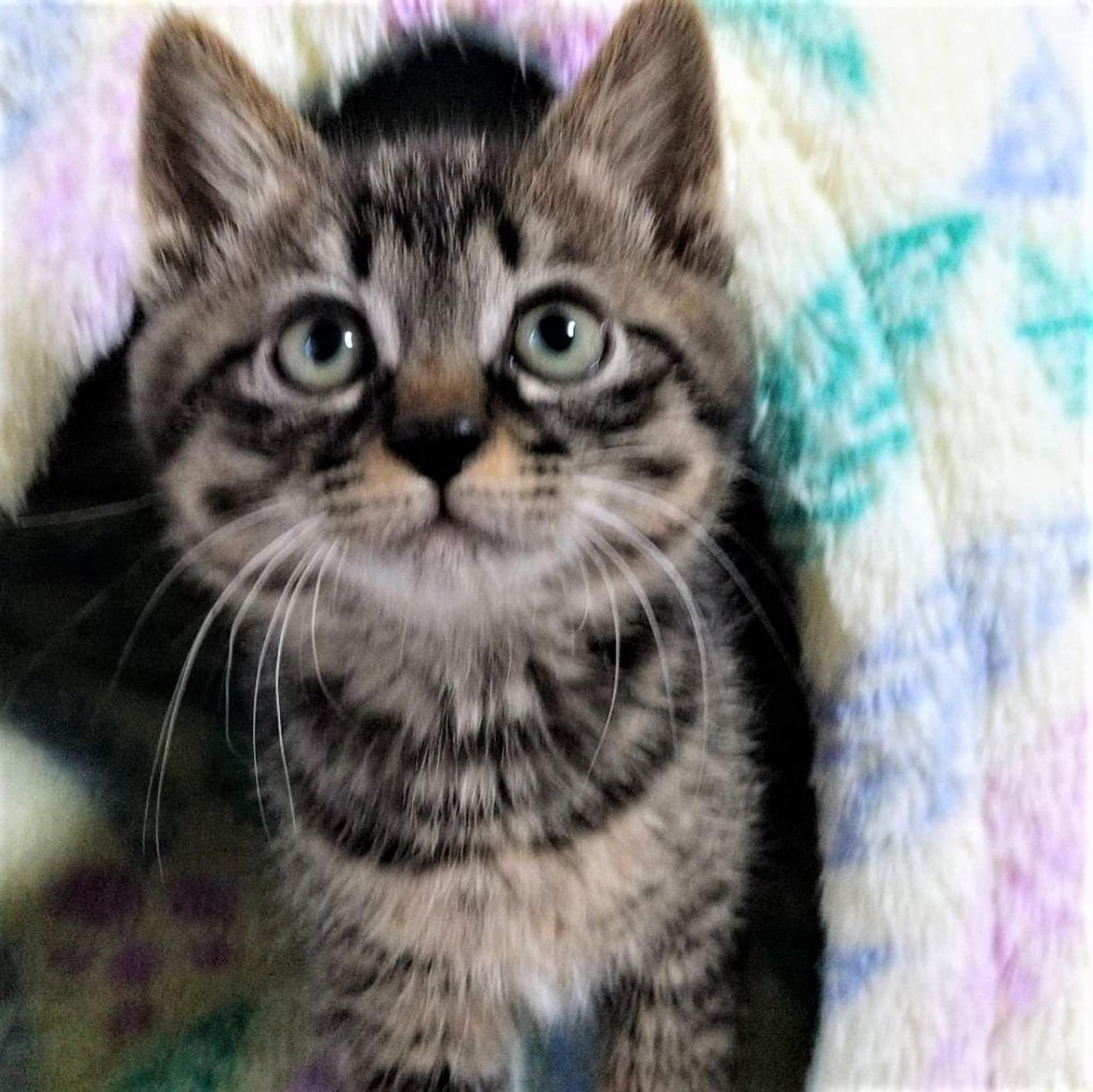 pet-image-4