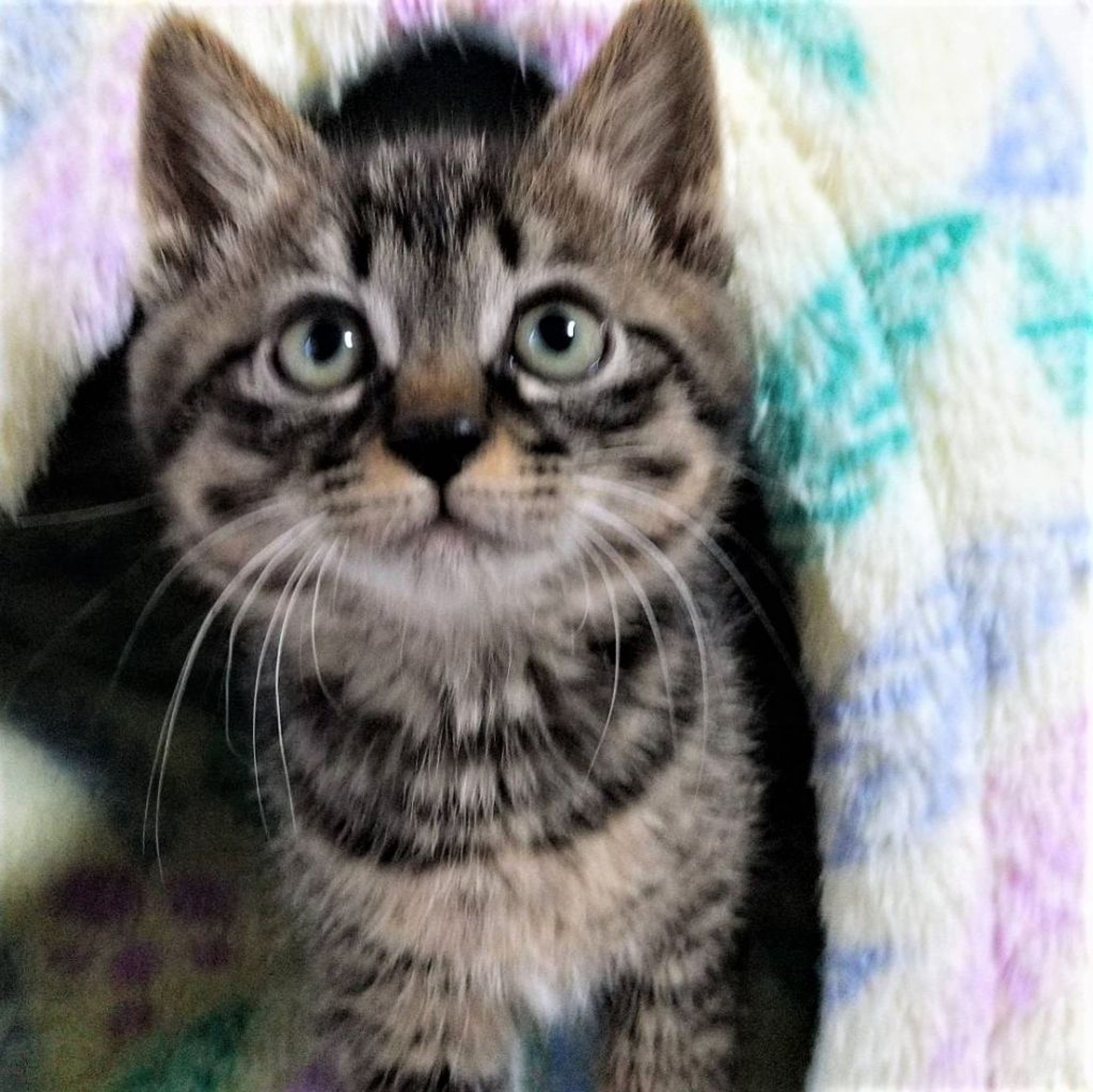 pet-image-4