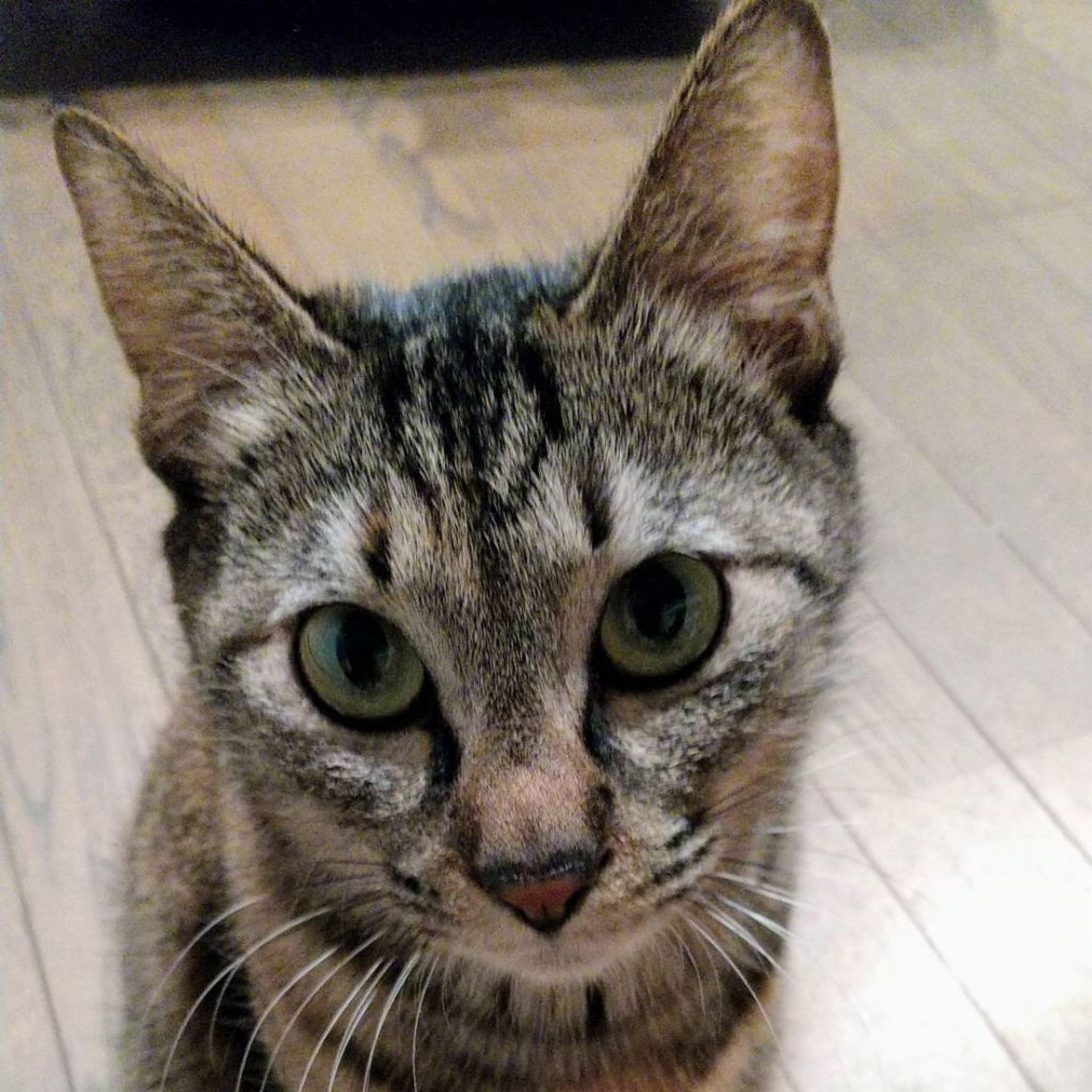 雑種（ミックス猫）・メスの里親募集の写真