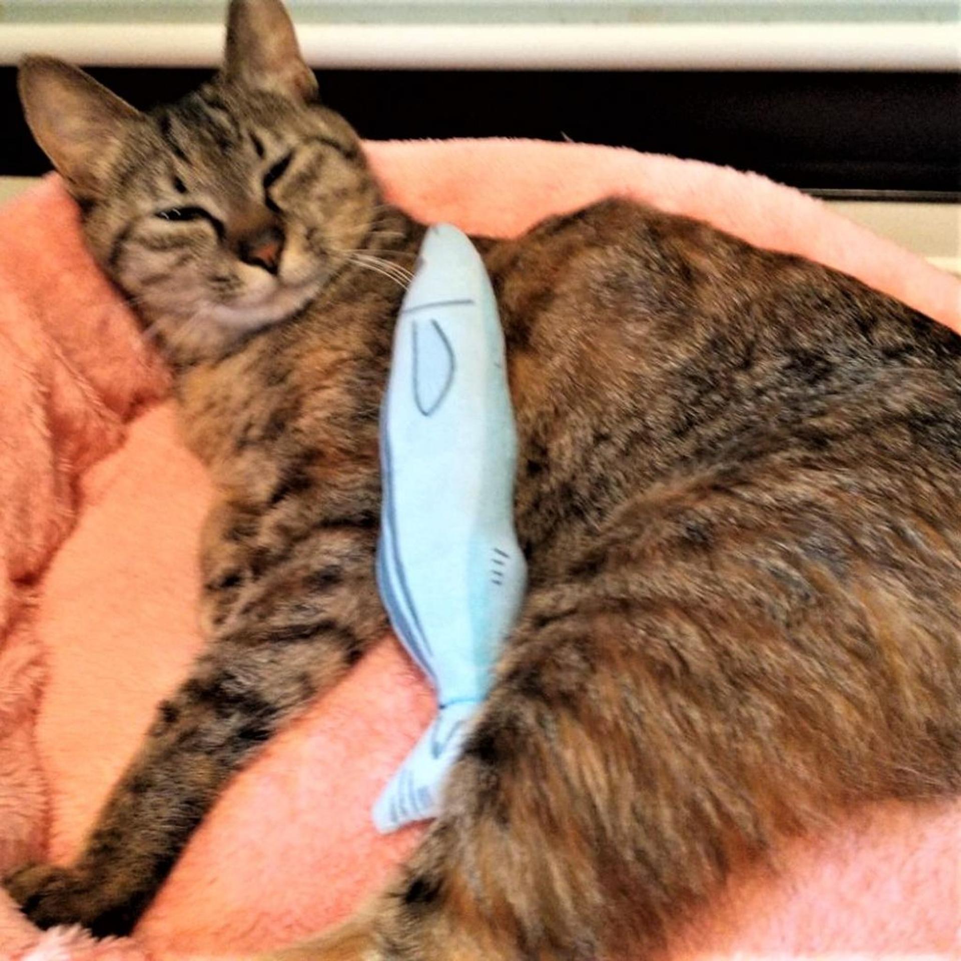 pet-image-6