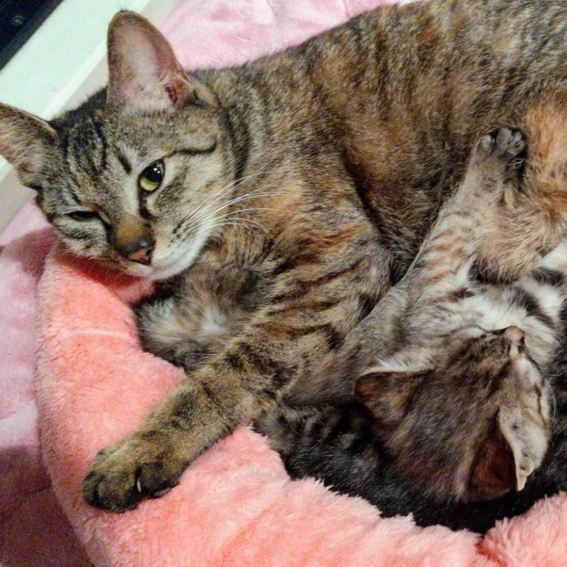 pet-image-7