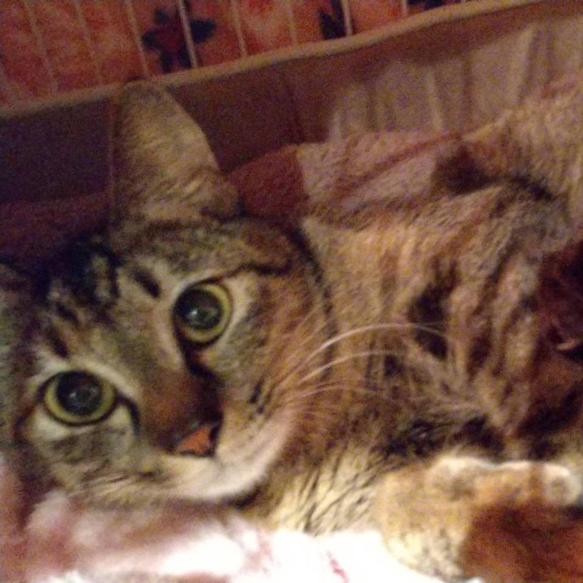 pet-image-8