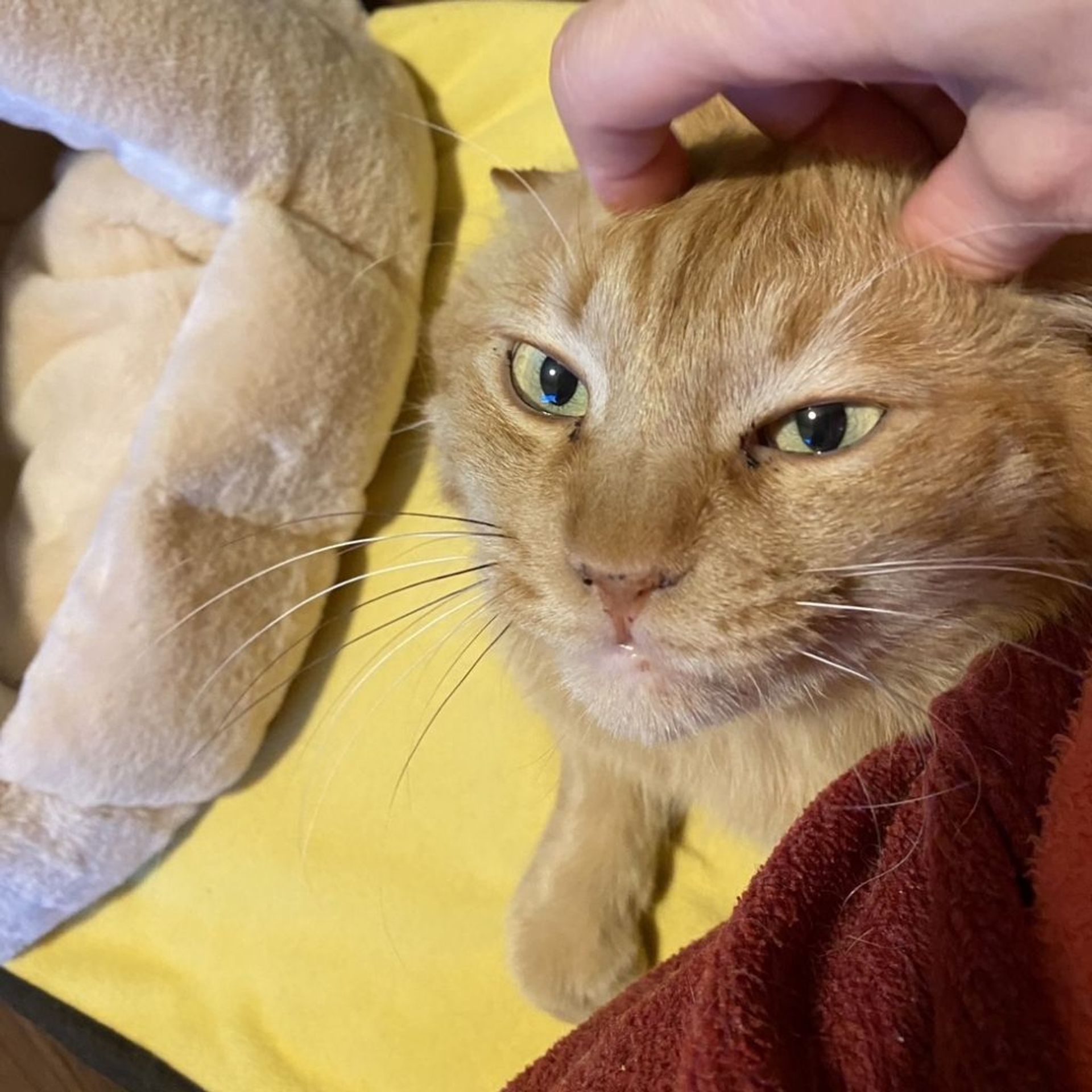 雑種（ミックス猫）・オスの里親募集の写真