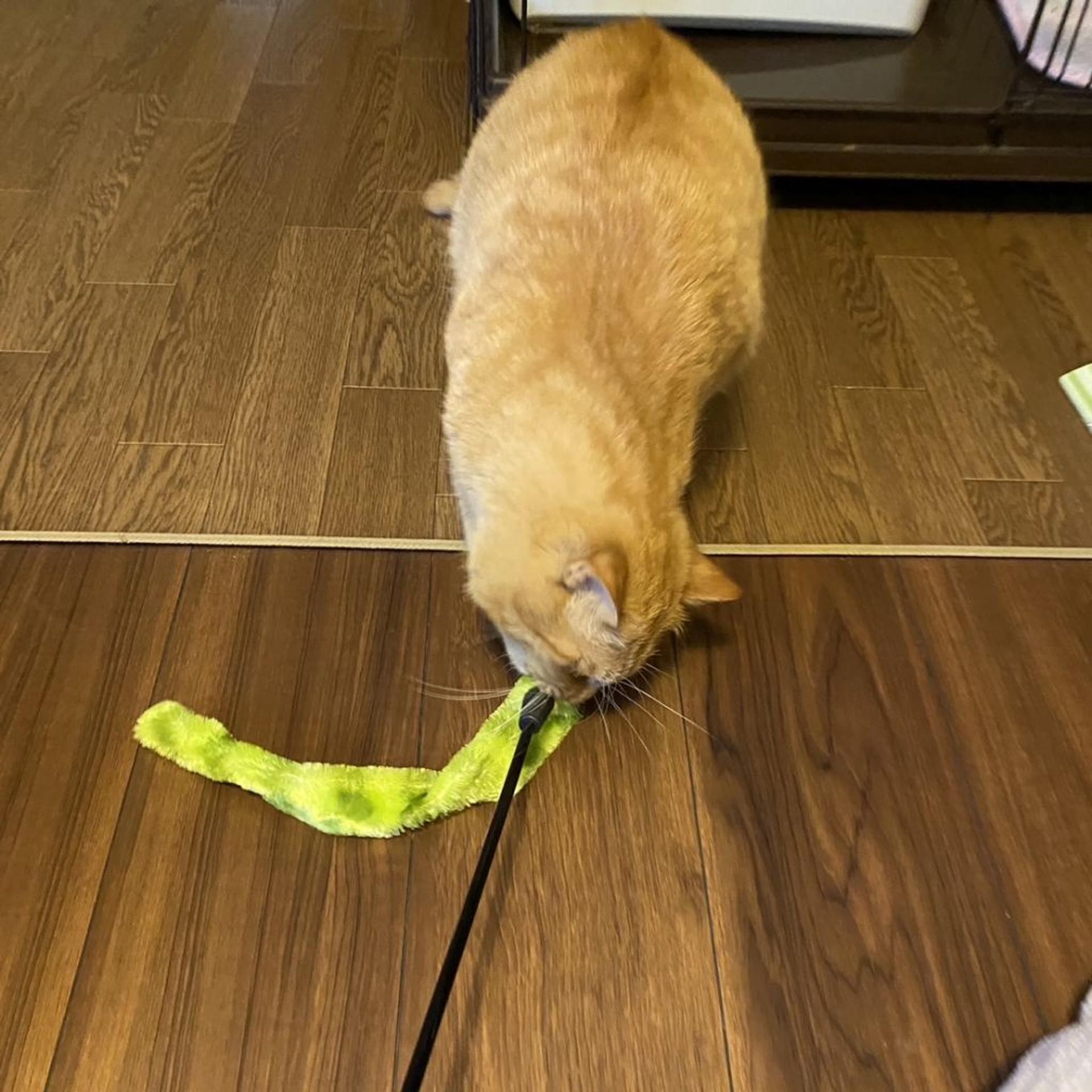 pet-image-3