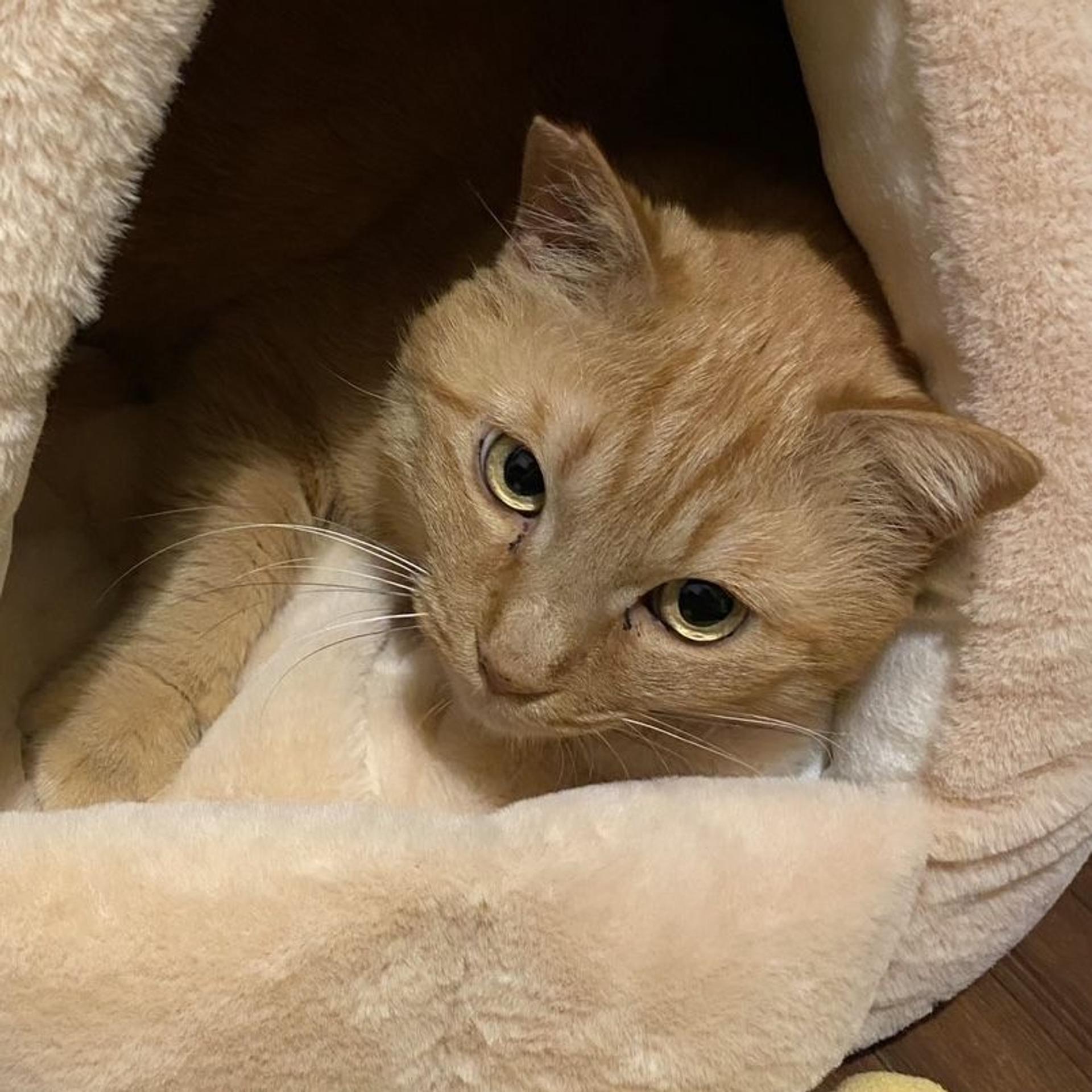 pet-image-4