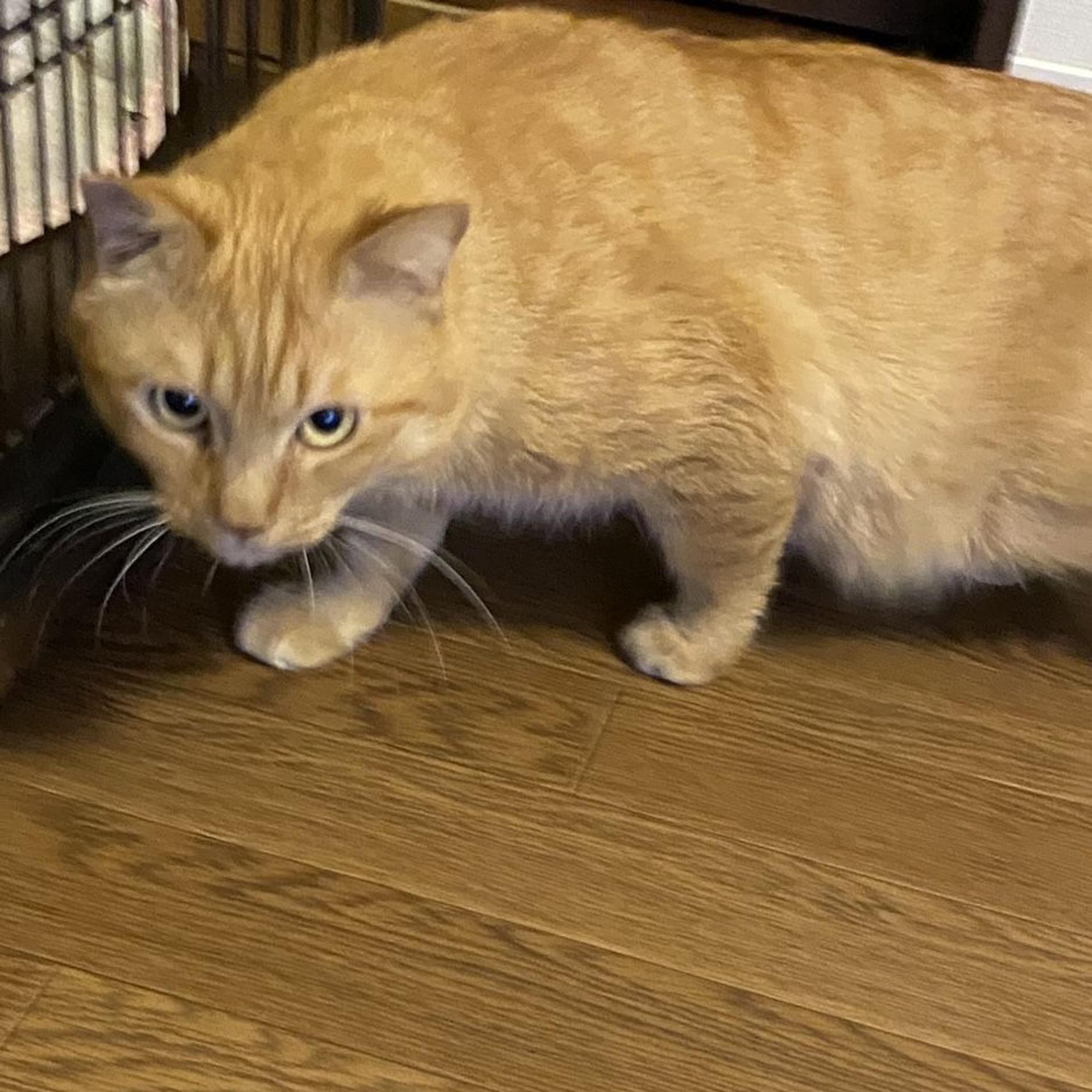 pet-image-5