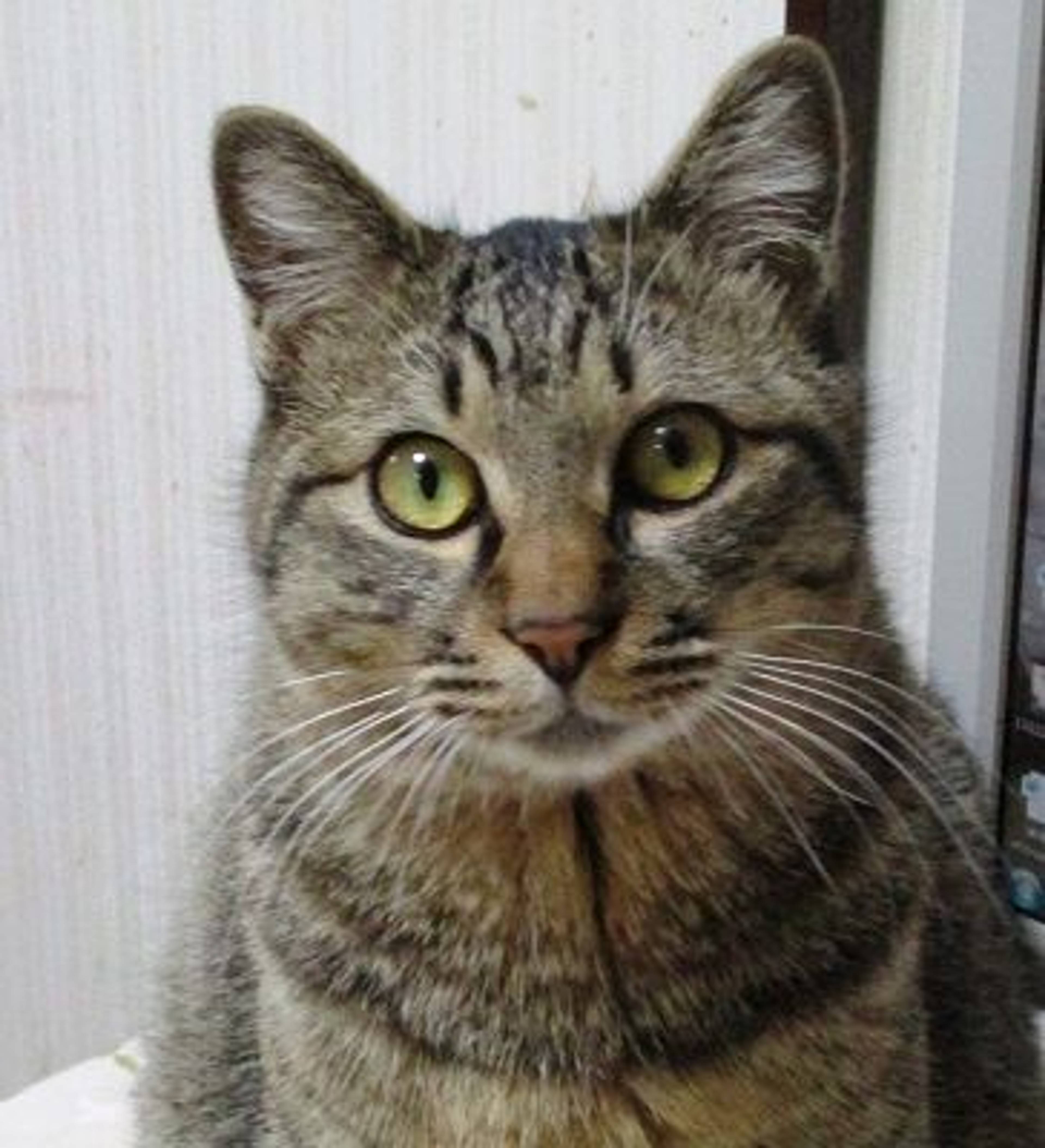 雑種（ミックス猫）・オスの里親募集の写真