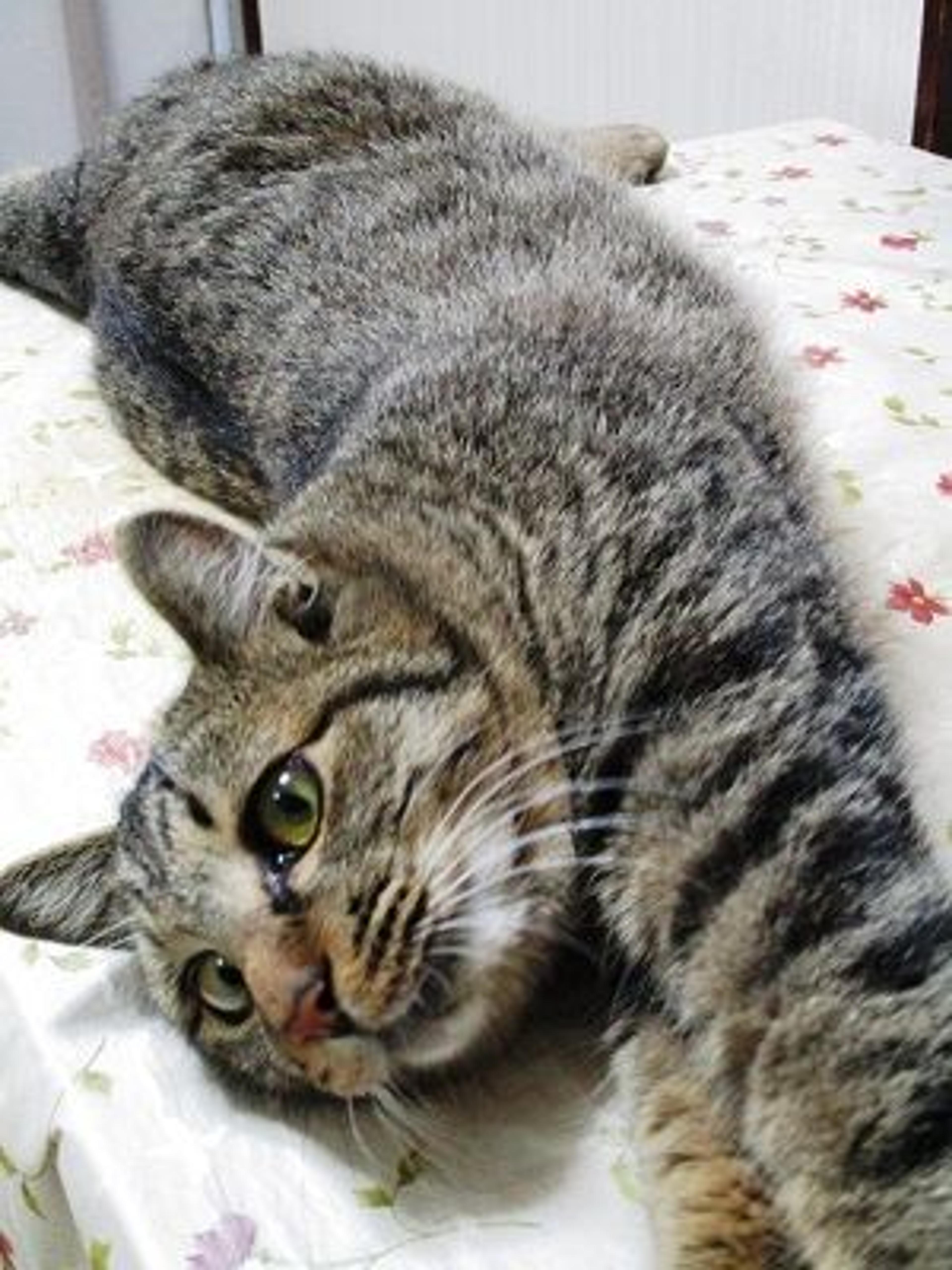 pet-image-2