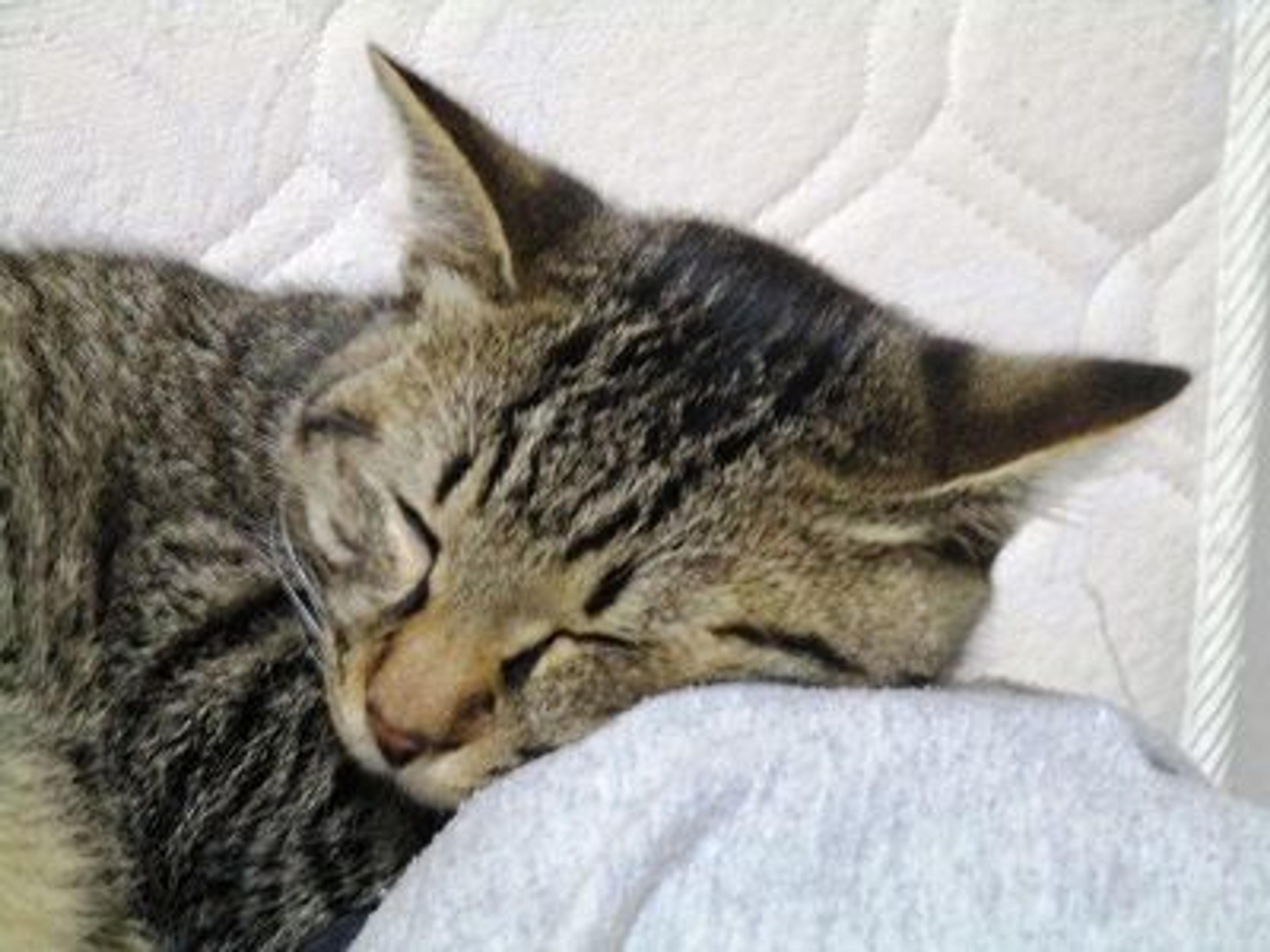 pet-image-3