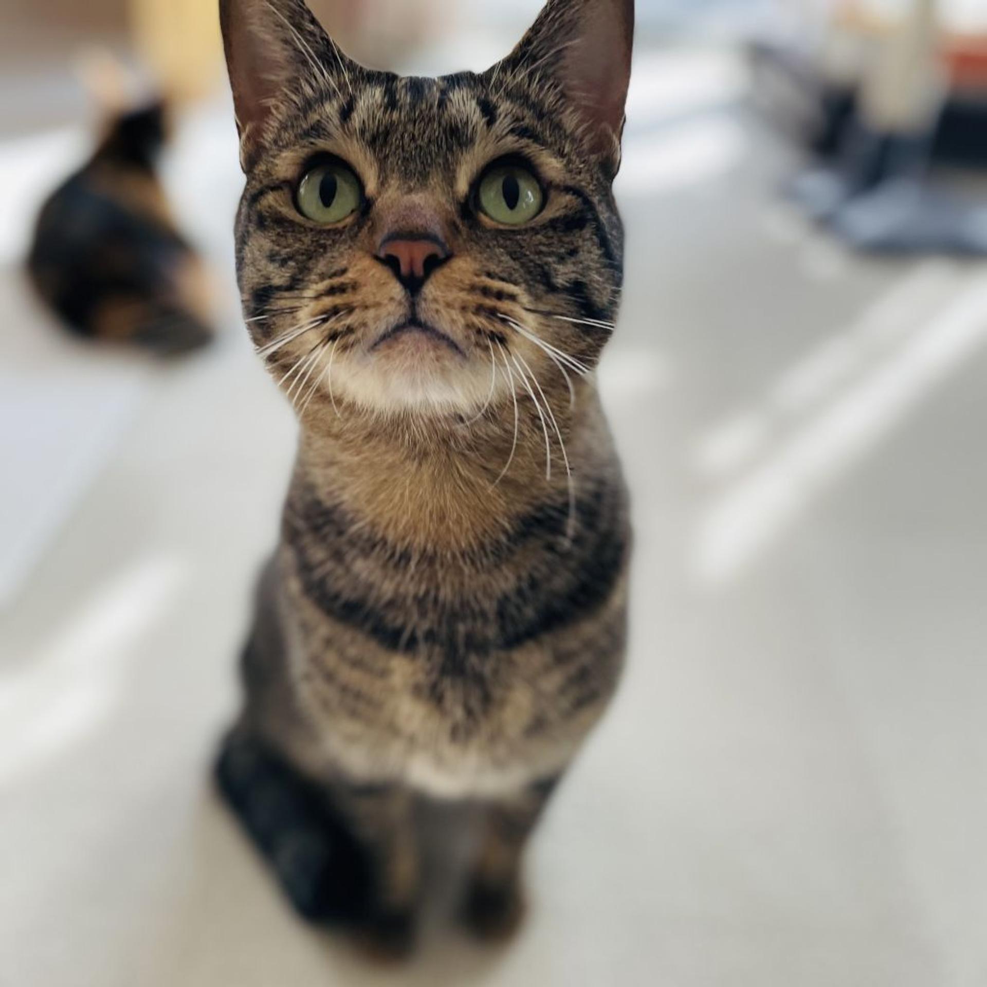 pet-image-8