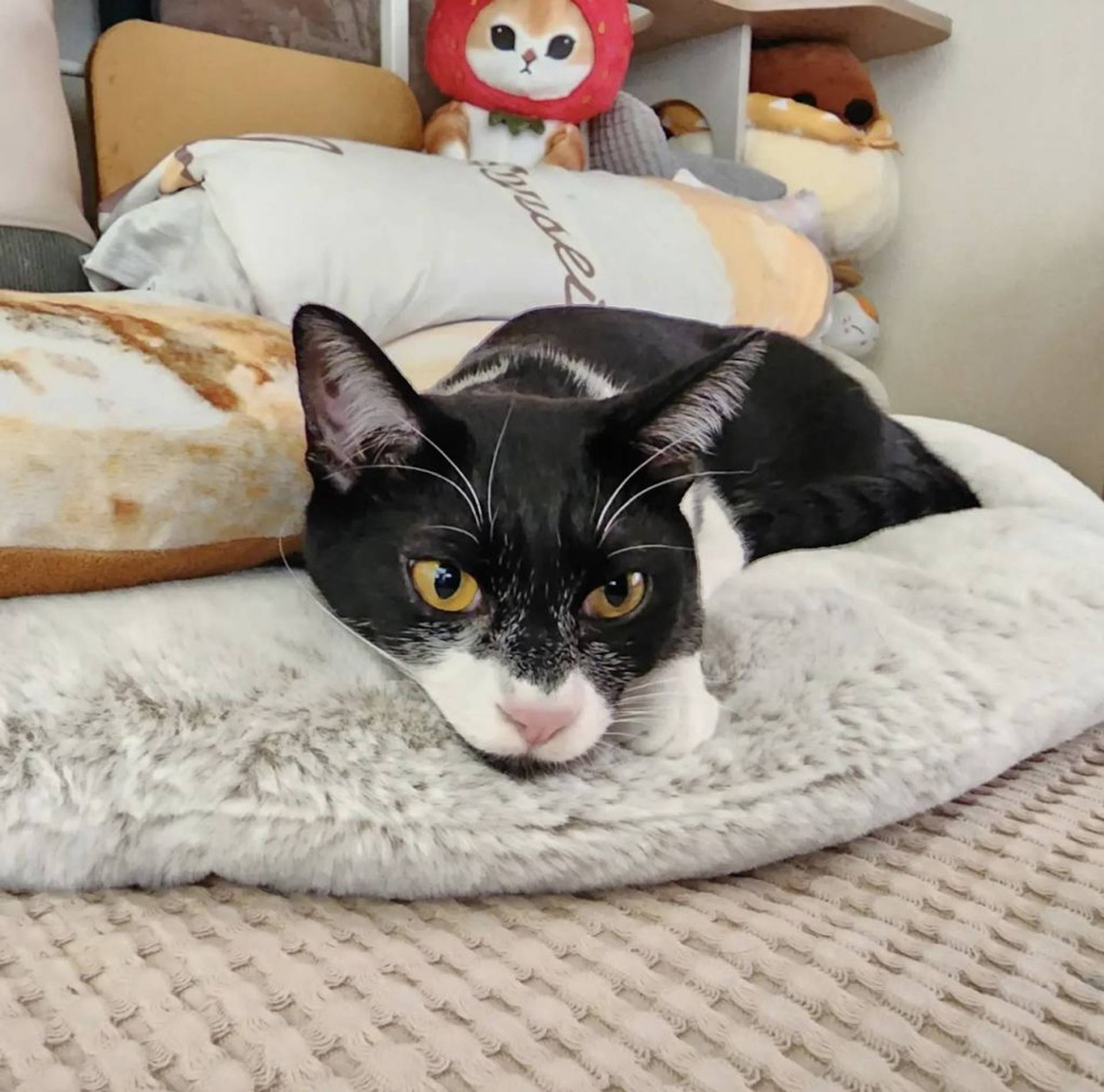 雑種（ミックス猫）・オスの里親募集の写真
