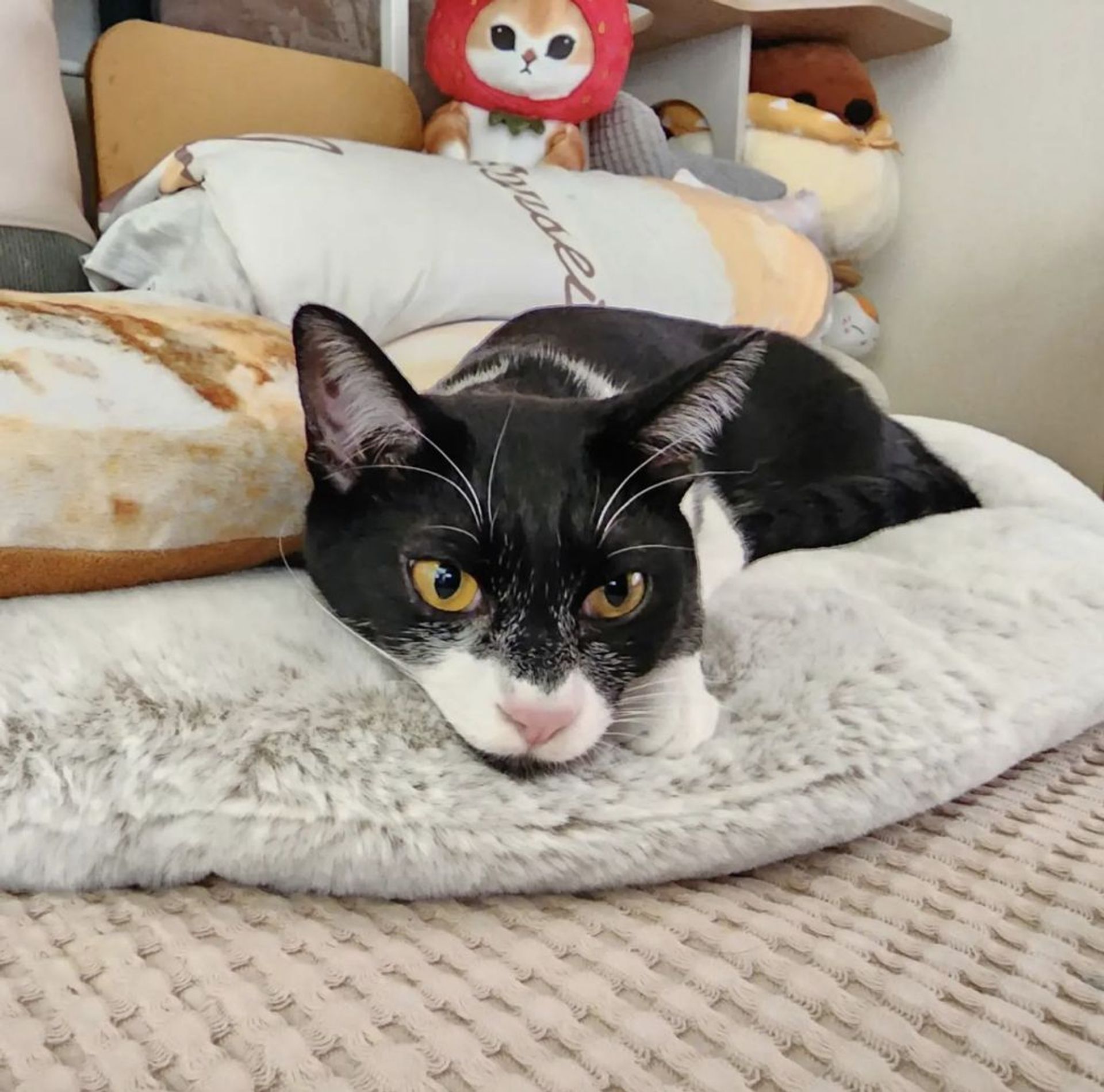 雑種（ミックス猫）・オスの里親募集の写真