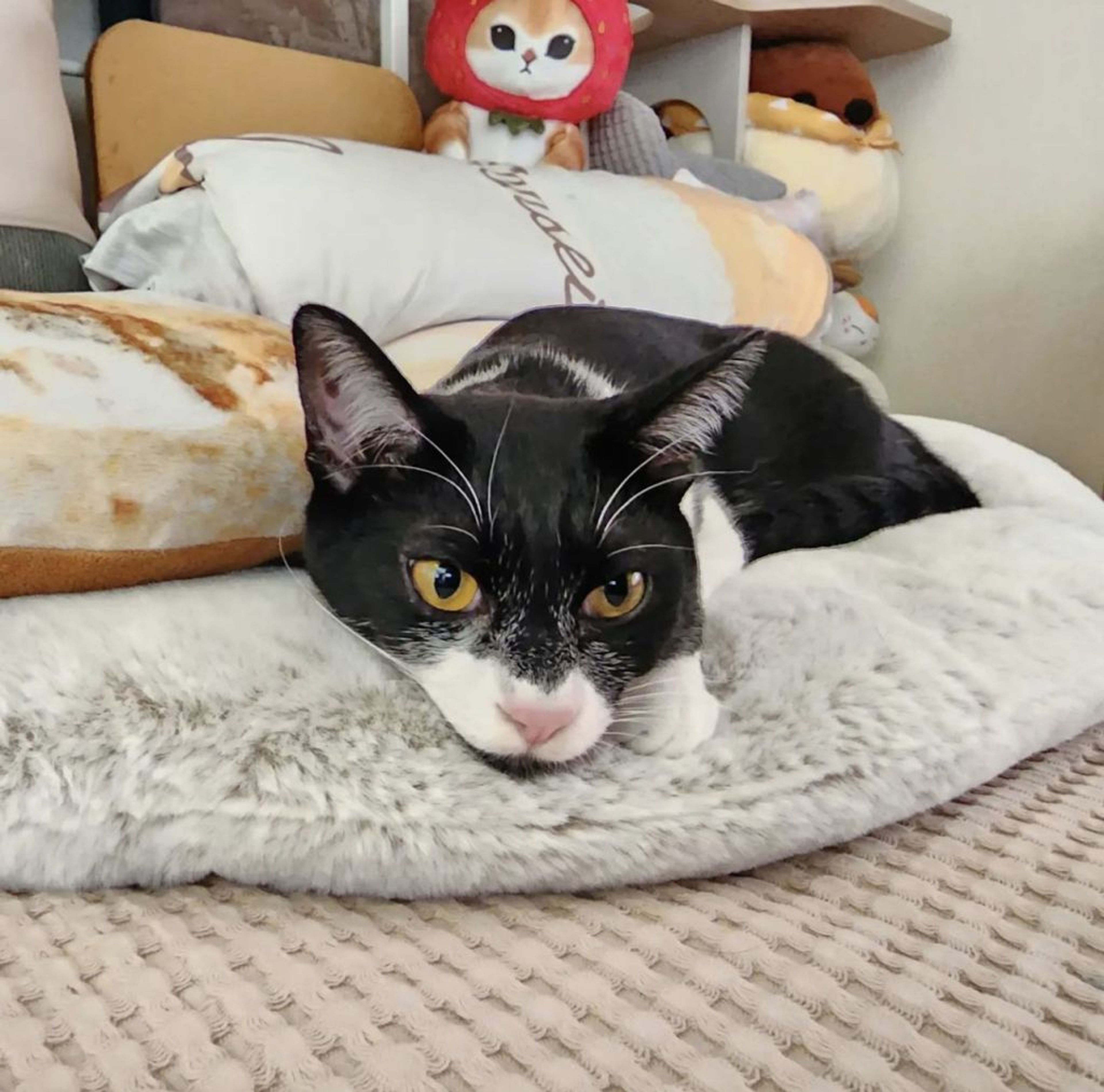 雑種（ミックス猫）・オスの里親募集の写真