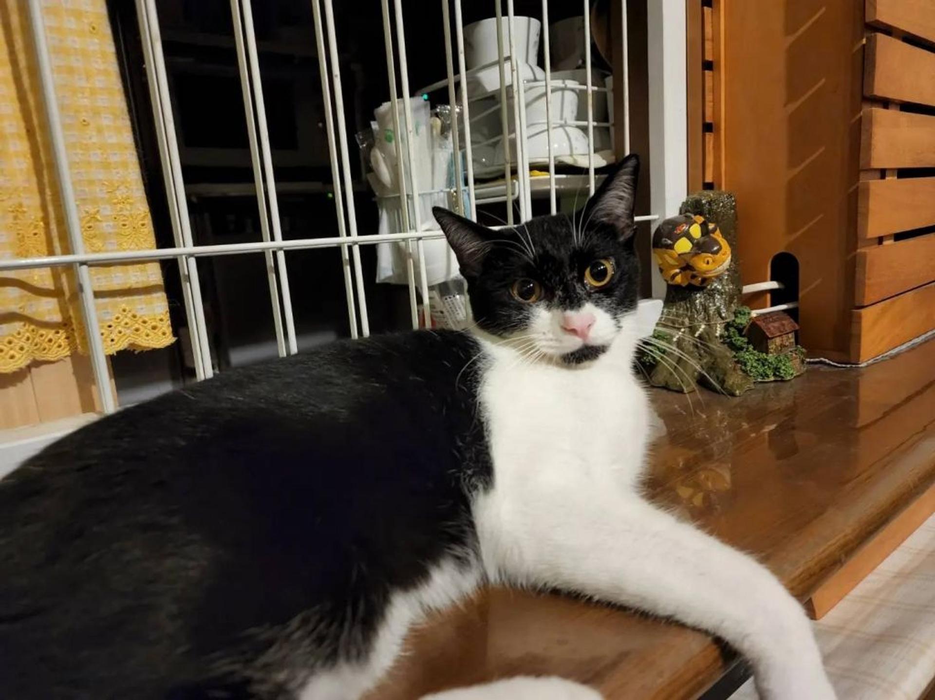 pet-image-4