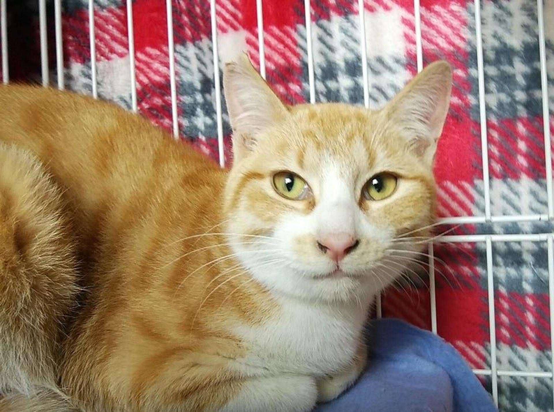 pet-image-3