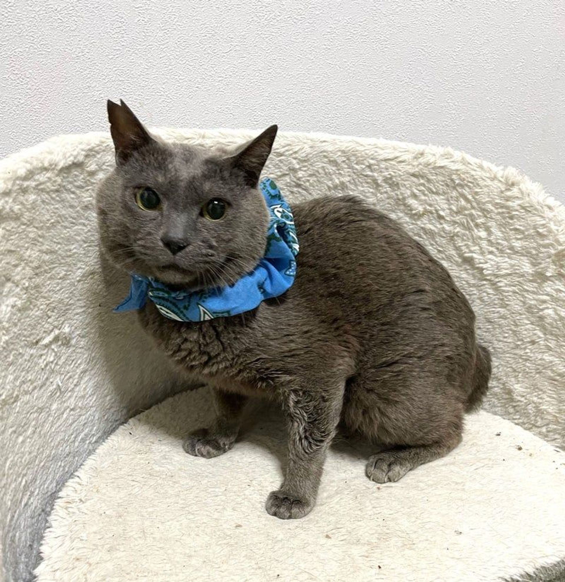 雑種（ミックス猫）・オスの里親募集の写真