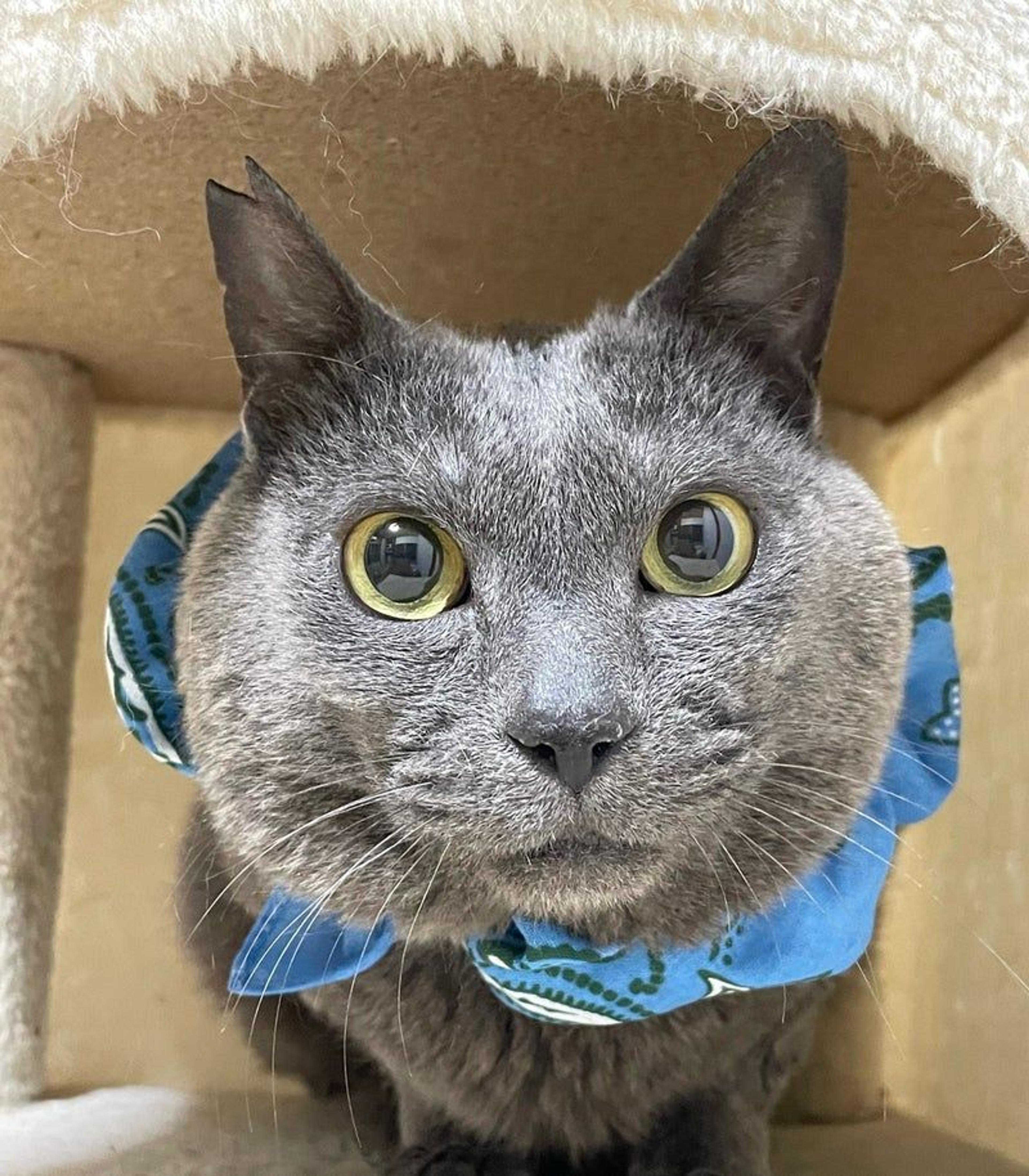 pet-image-2