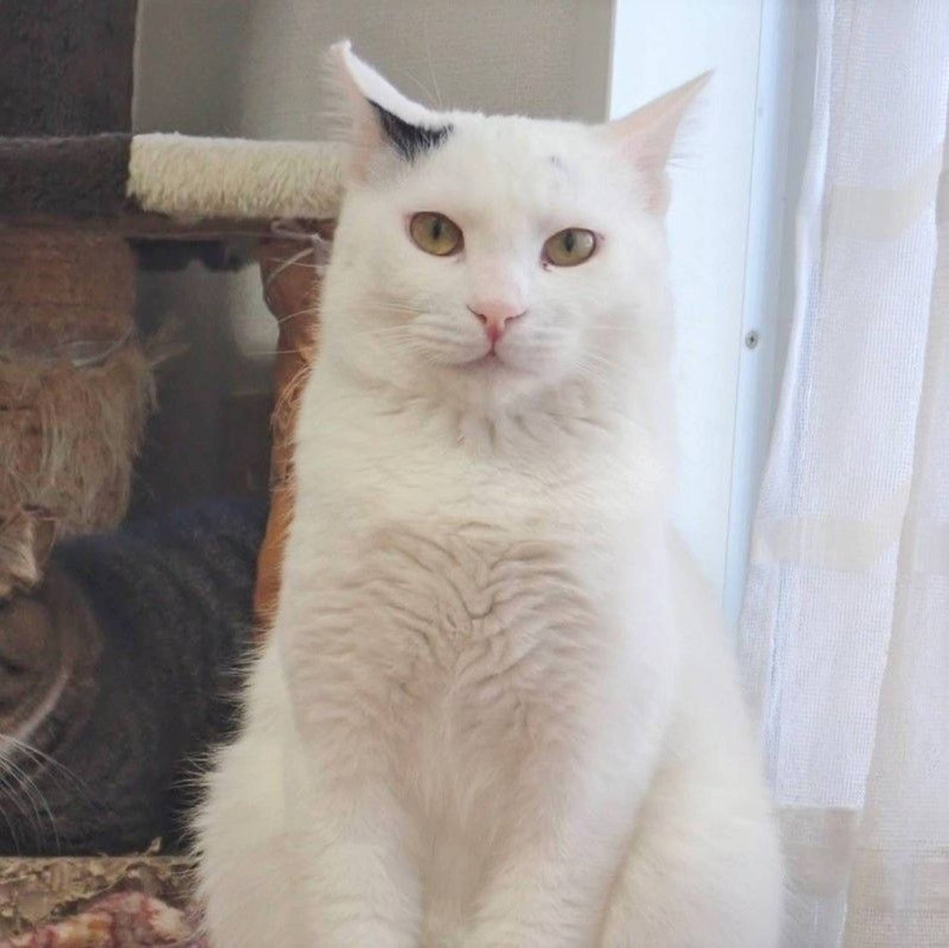 雑種（ミックス猫）・オスの里親募集の写真