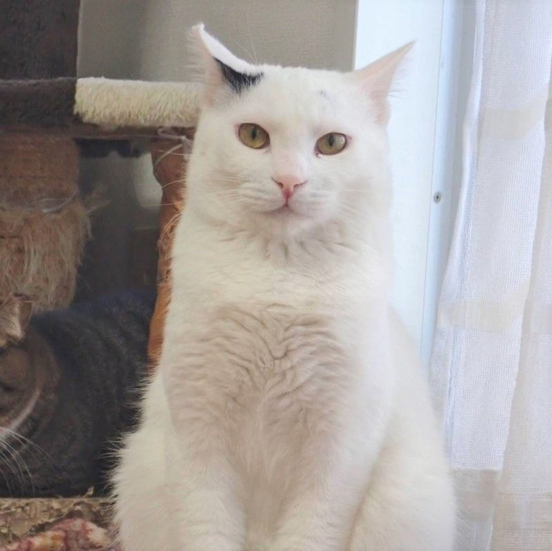 雑種（ミックス猫）・オスの里親募集の写真