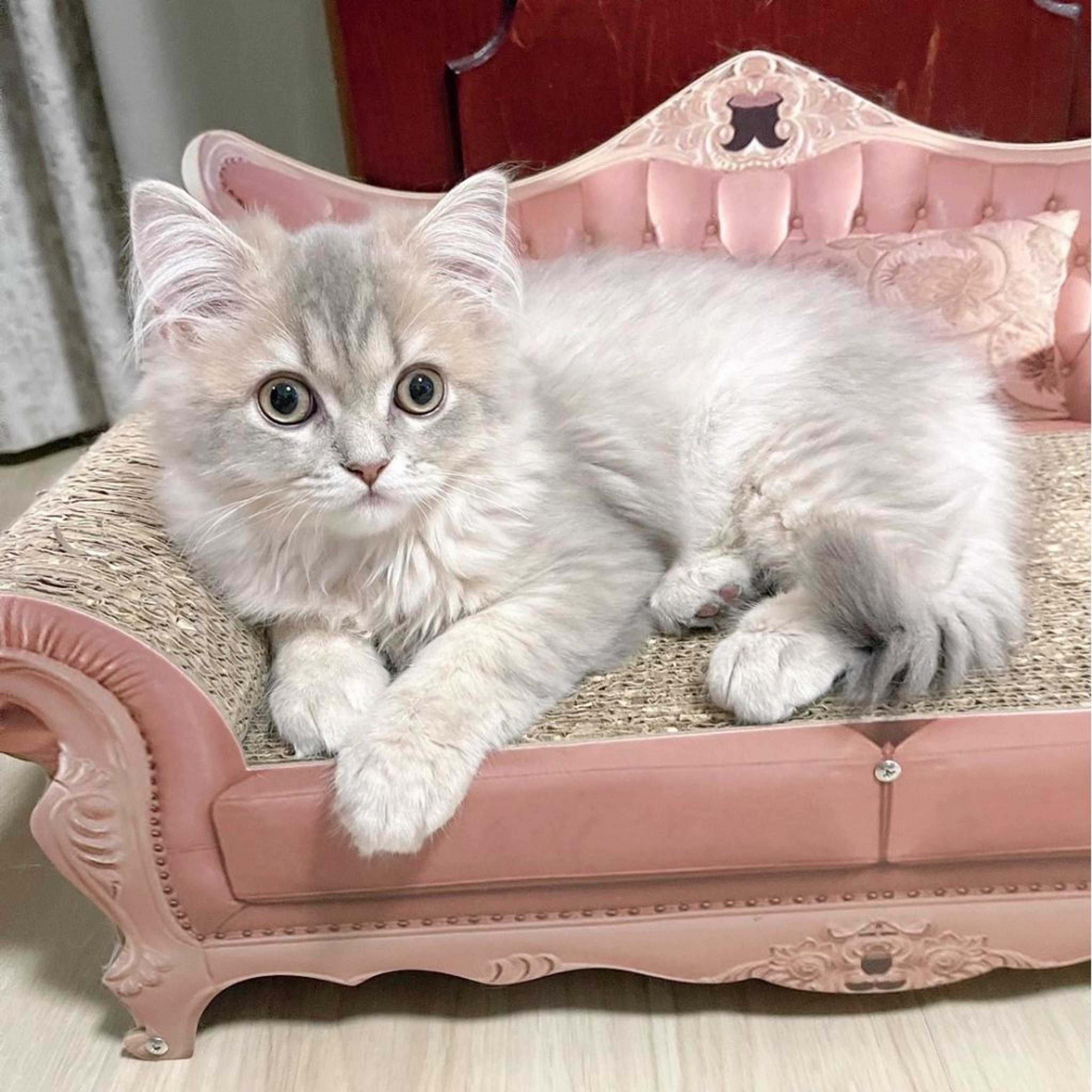 pet-image-3