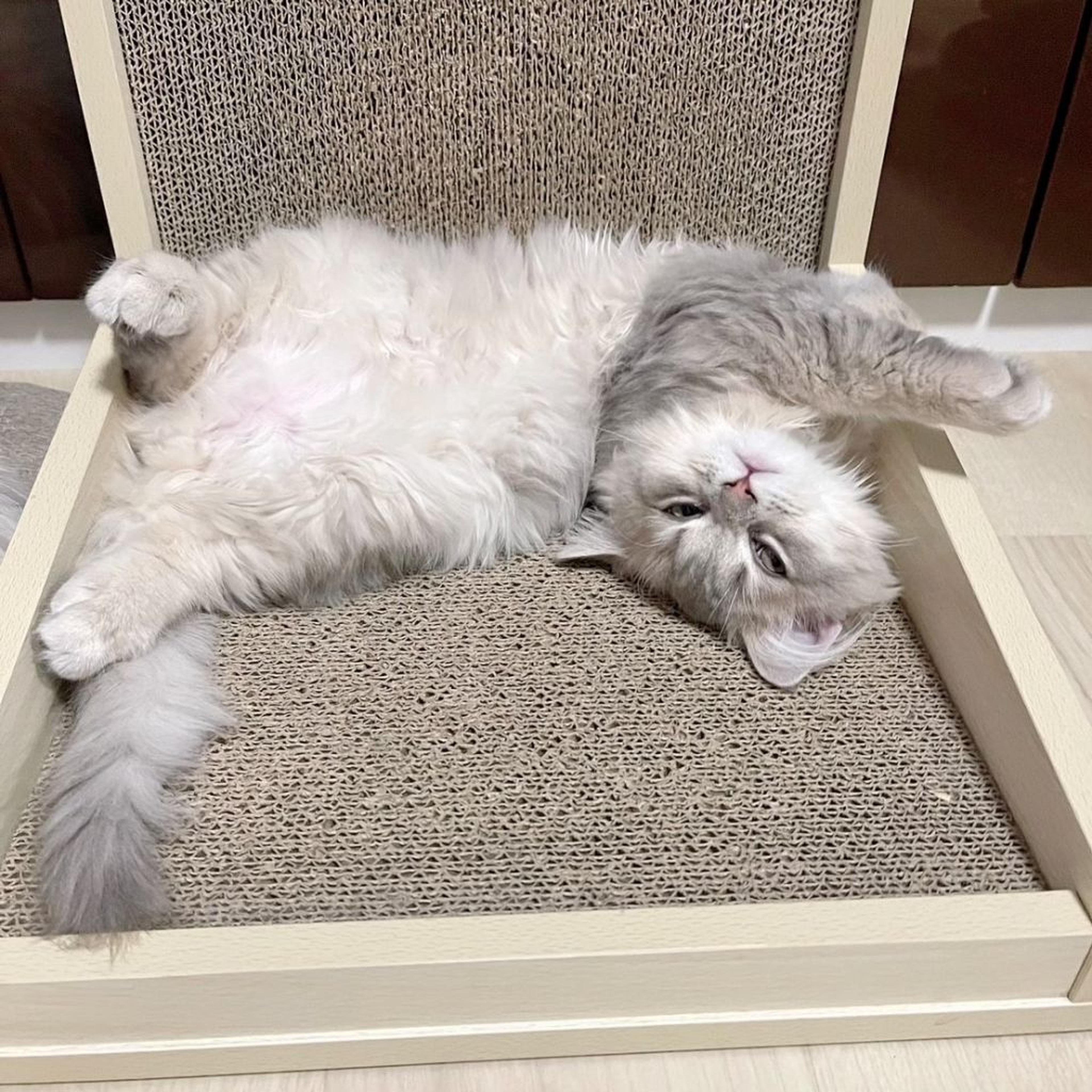 pet-image-4