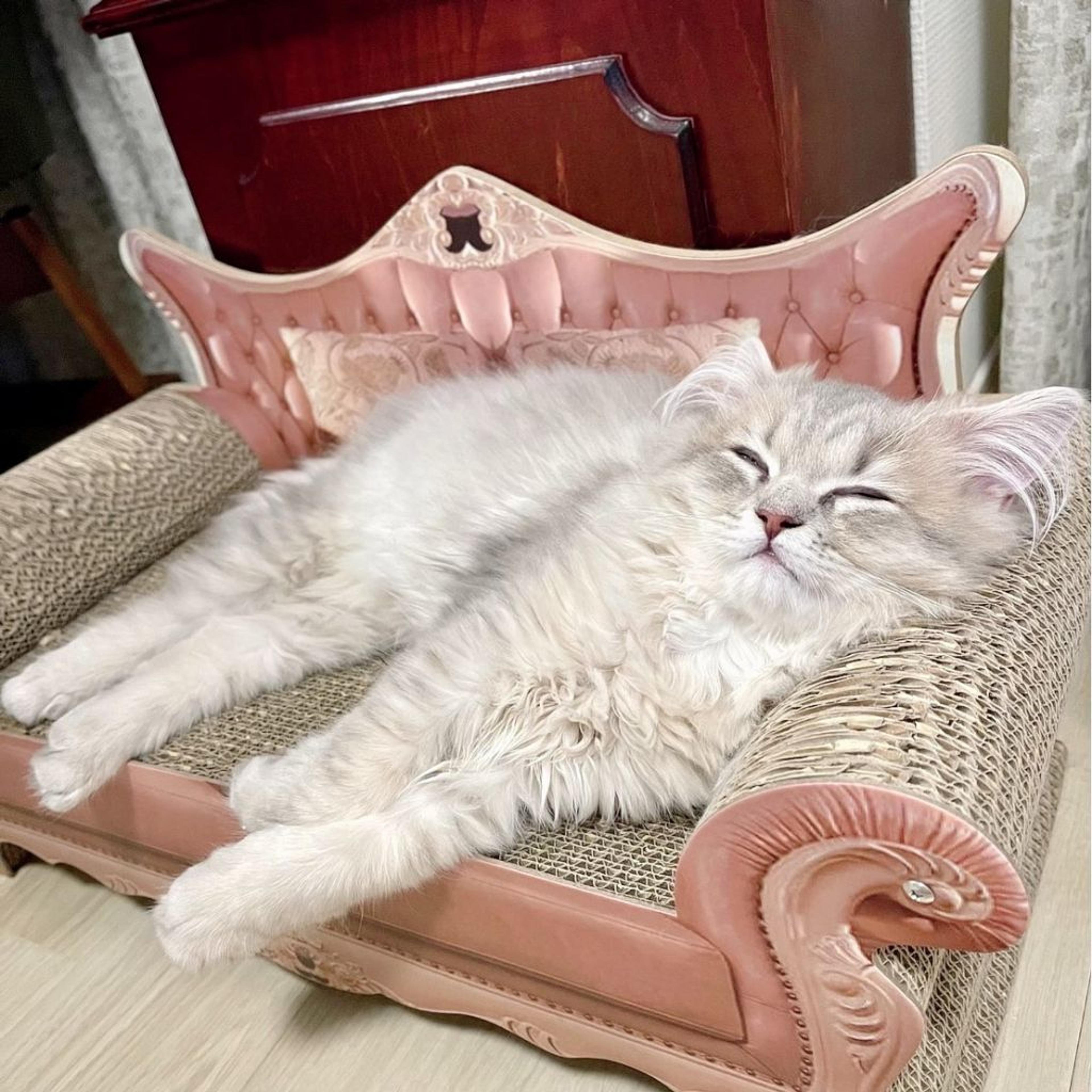 pet-image-5