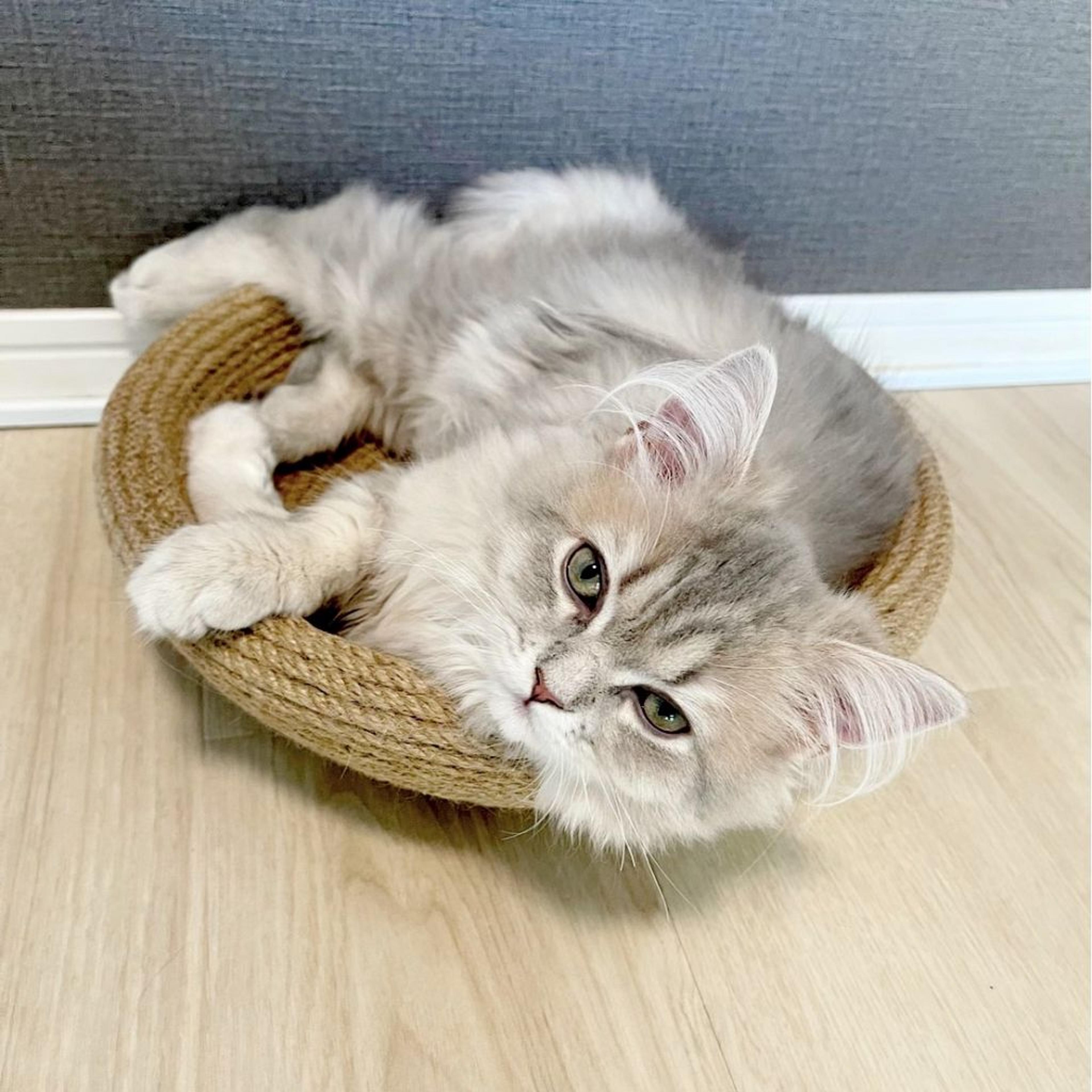 pet-image-6