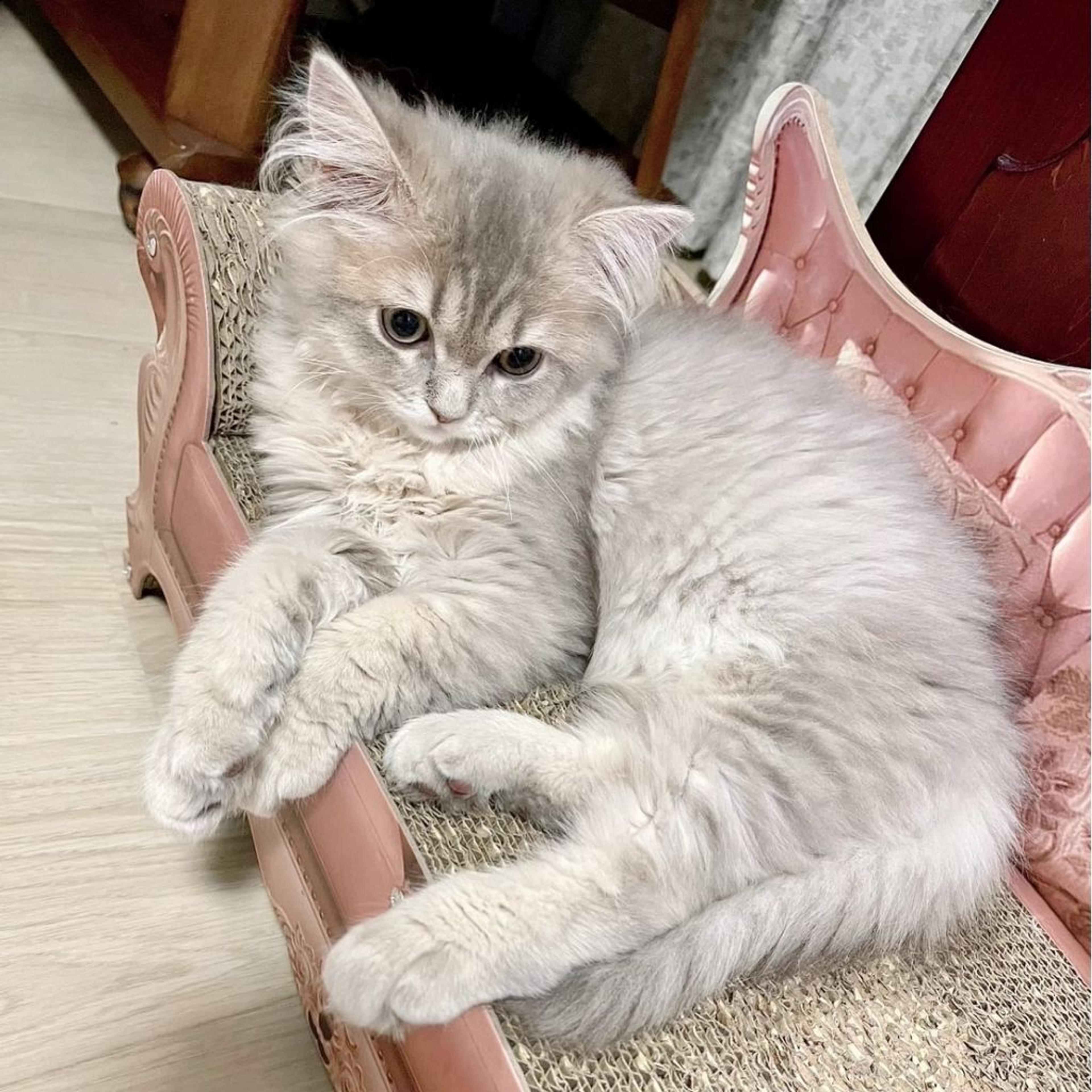 pet-image-7