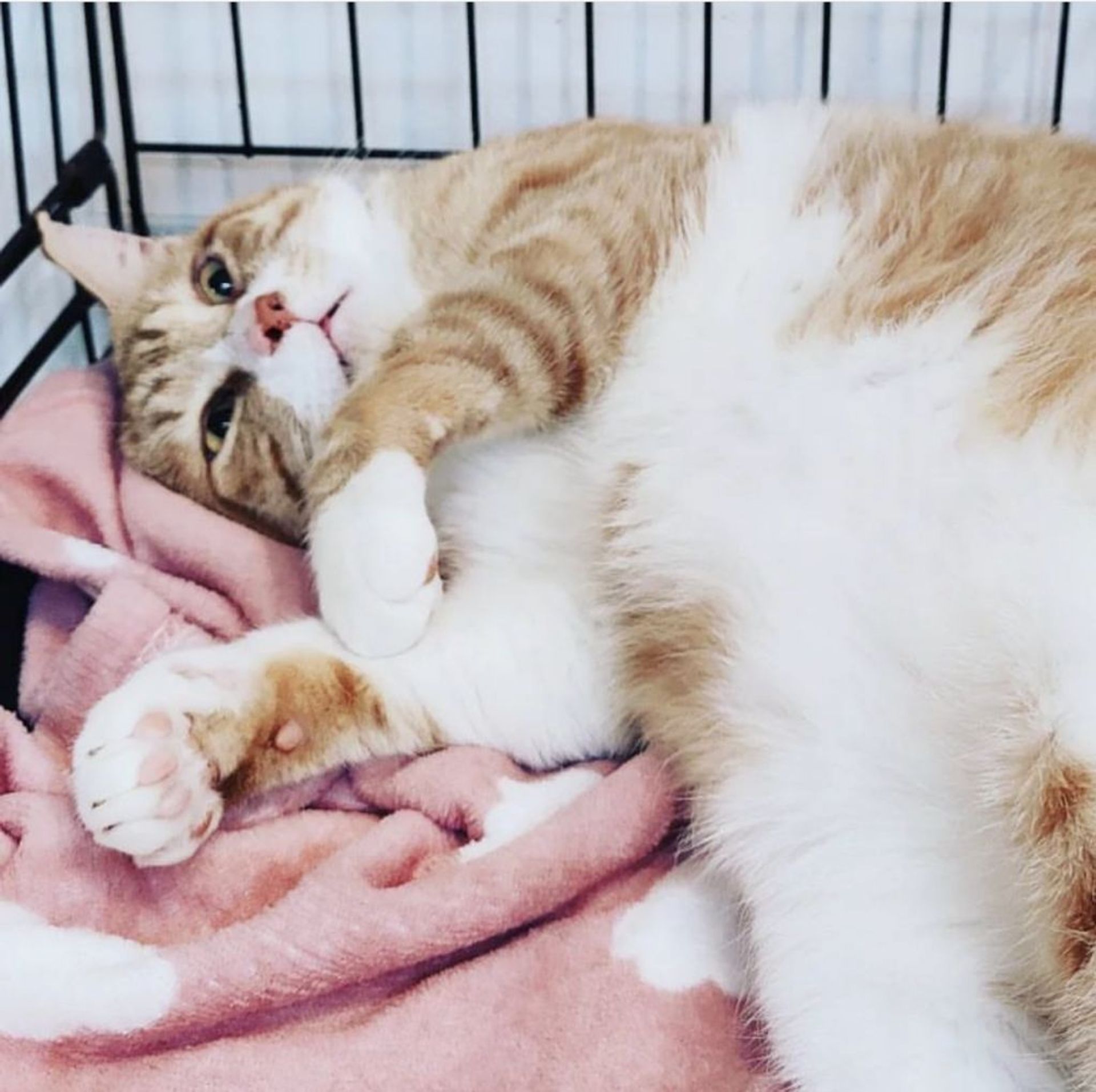 雑種（ミックス猫）・オスの里親募集の写真