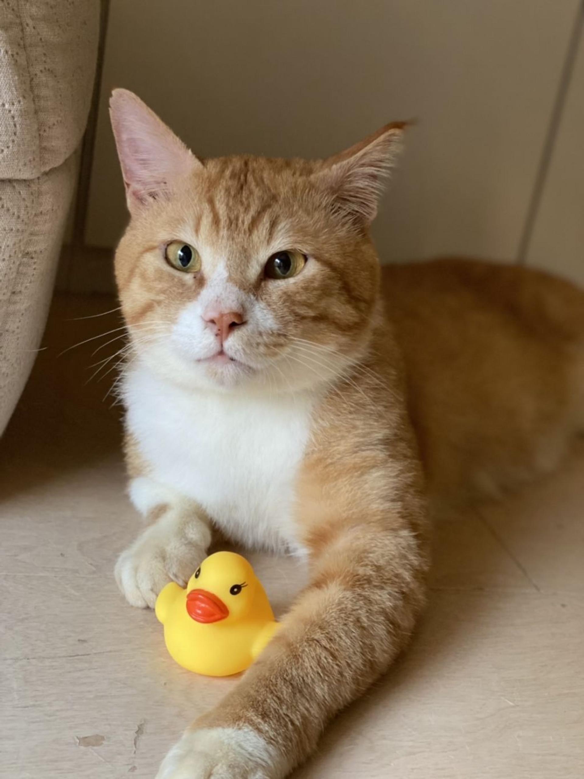 pet-image-4
