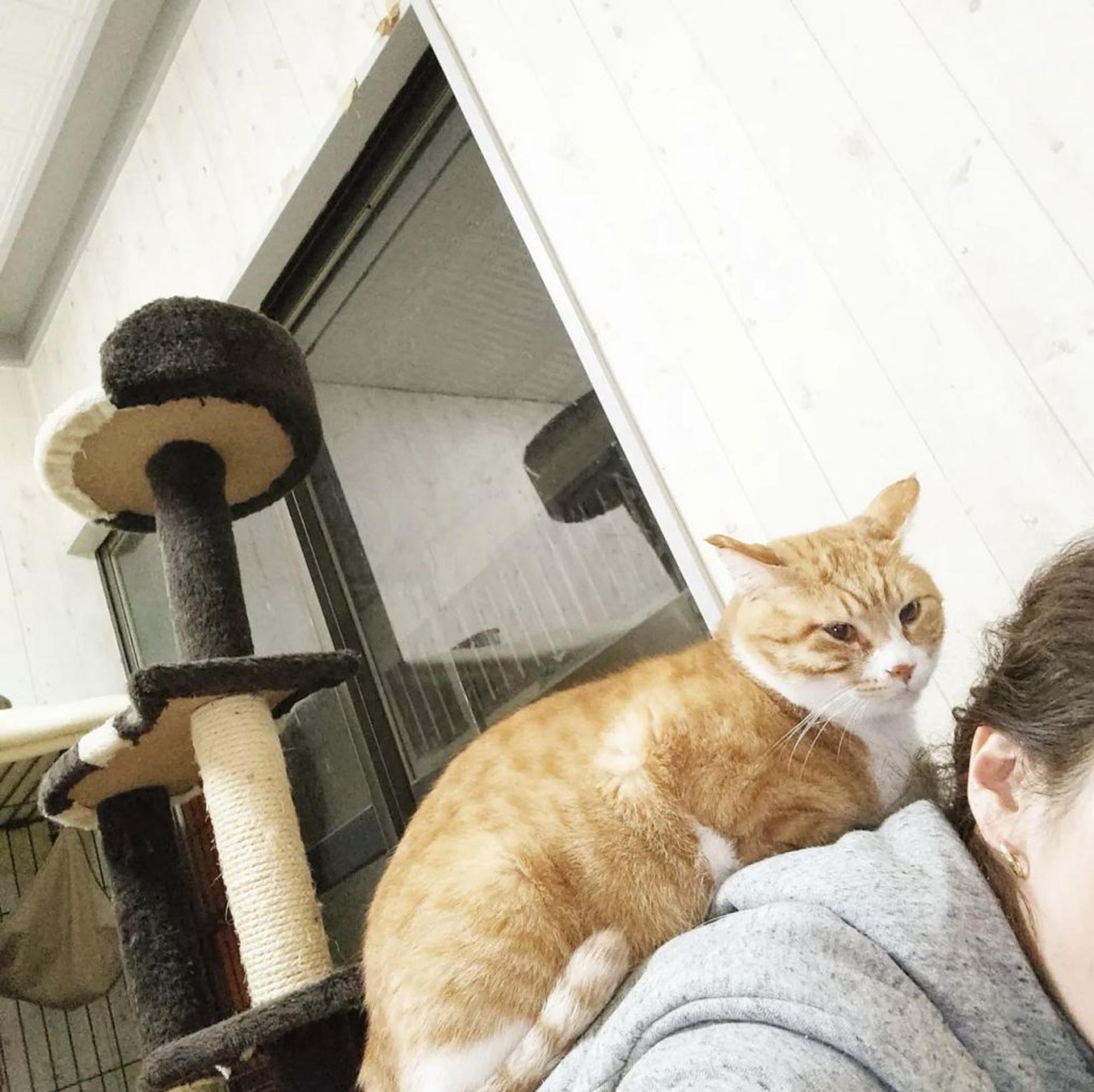 pet-image-5