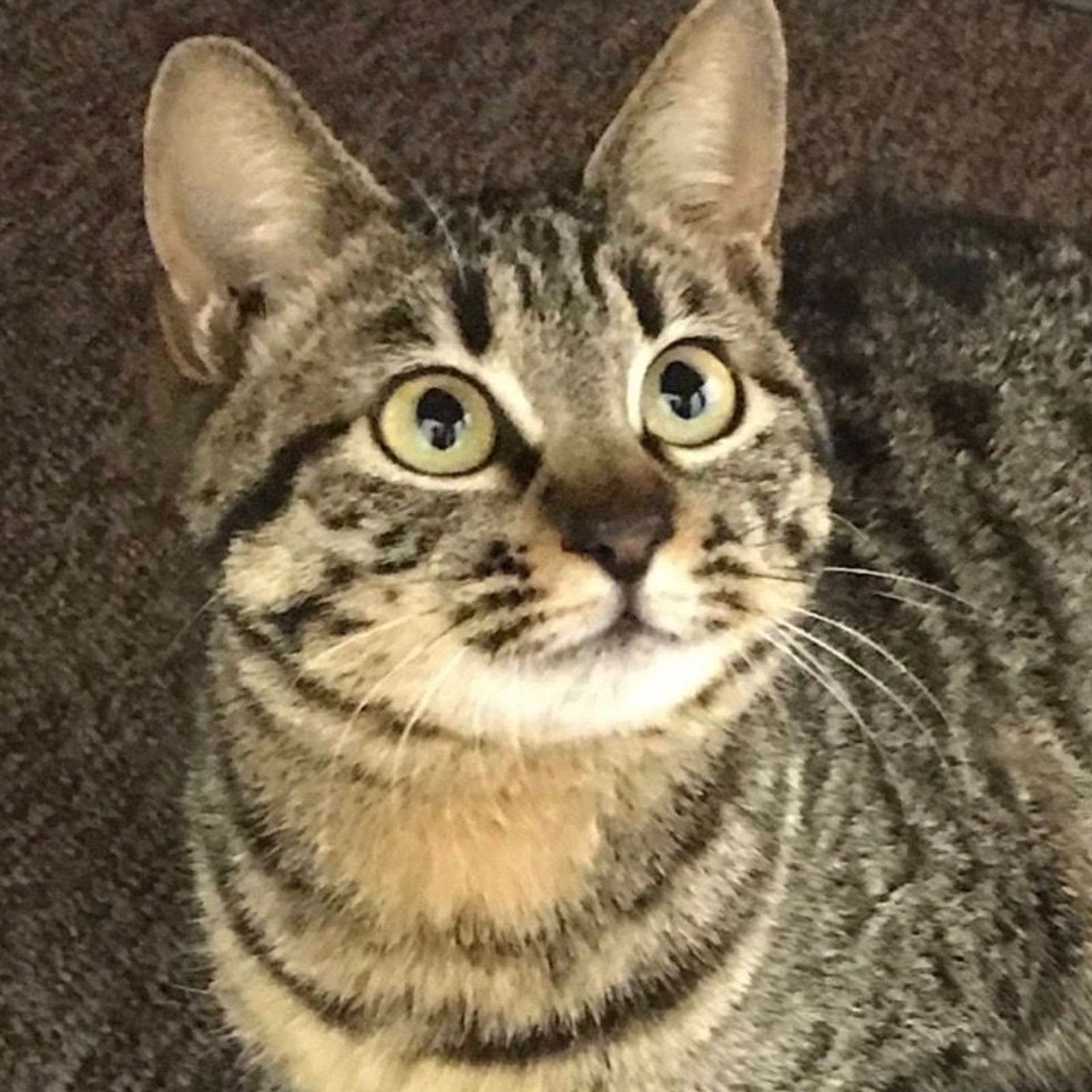 雑種（ミックス猫）・メスの里親募集の写真
