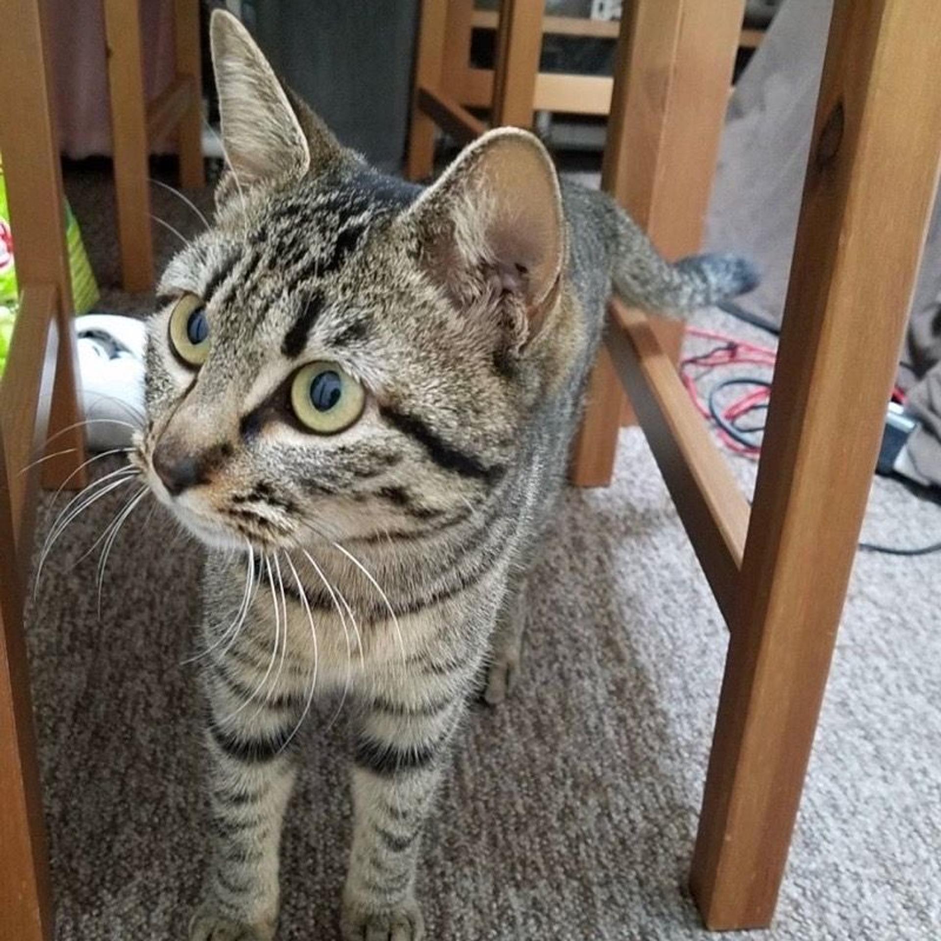 pet-image-3