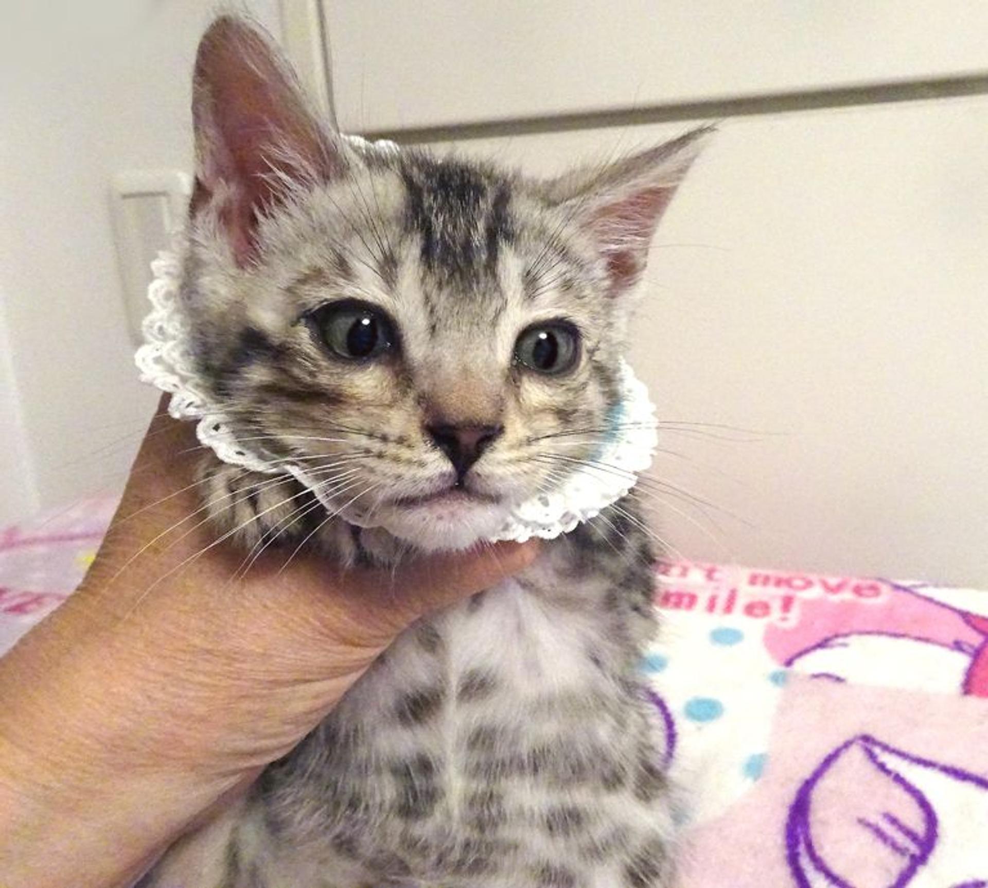 pet-image-4